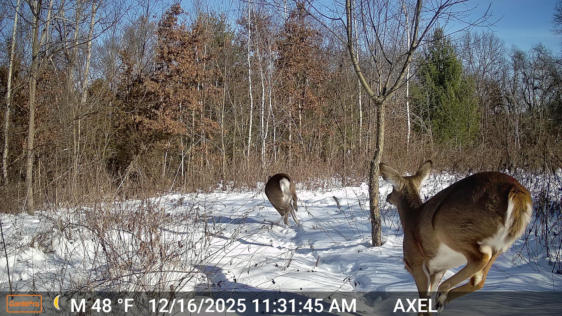 GardePro E5S 2-Pack Trail Camera (Non-Cellular, Non-WiFi), 64MP Photo & 1296P HD Video, 0.1s Trigger, 100ft No-Glow Night Vision, Motion Activated Wildlife Camera customer photo 2