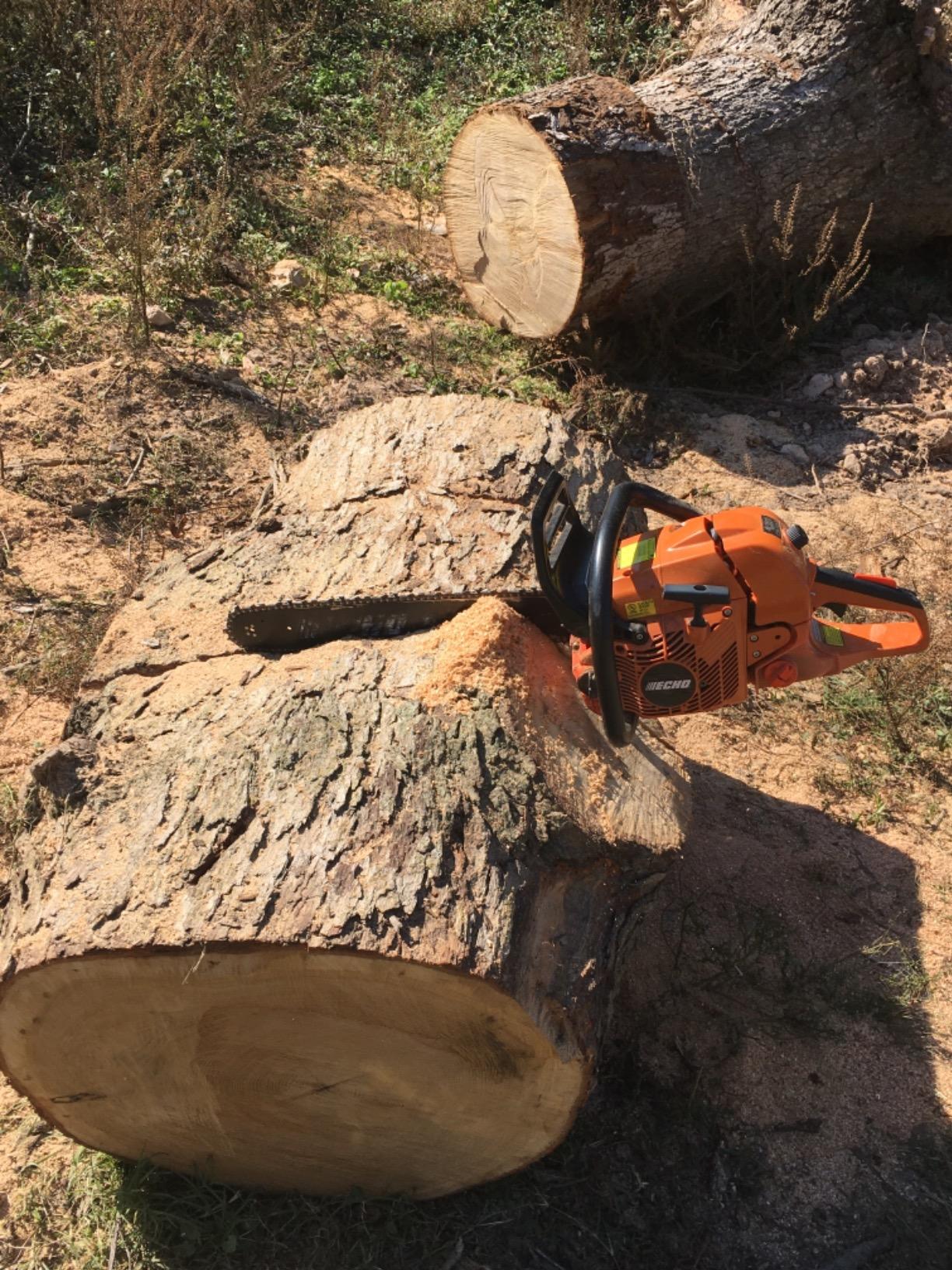 Echo Chain Saw, Gas, 20 in. Bar, 59.8cc (CS-590 Timber Wolf Series) customer photo 2