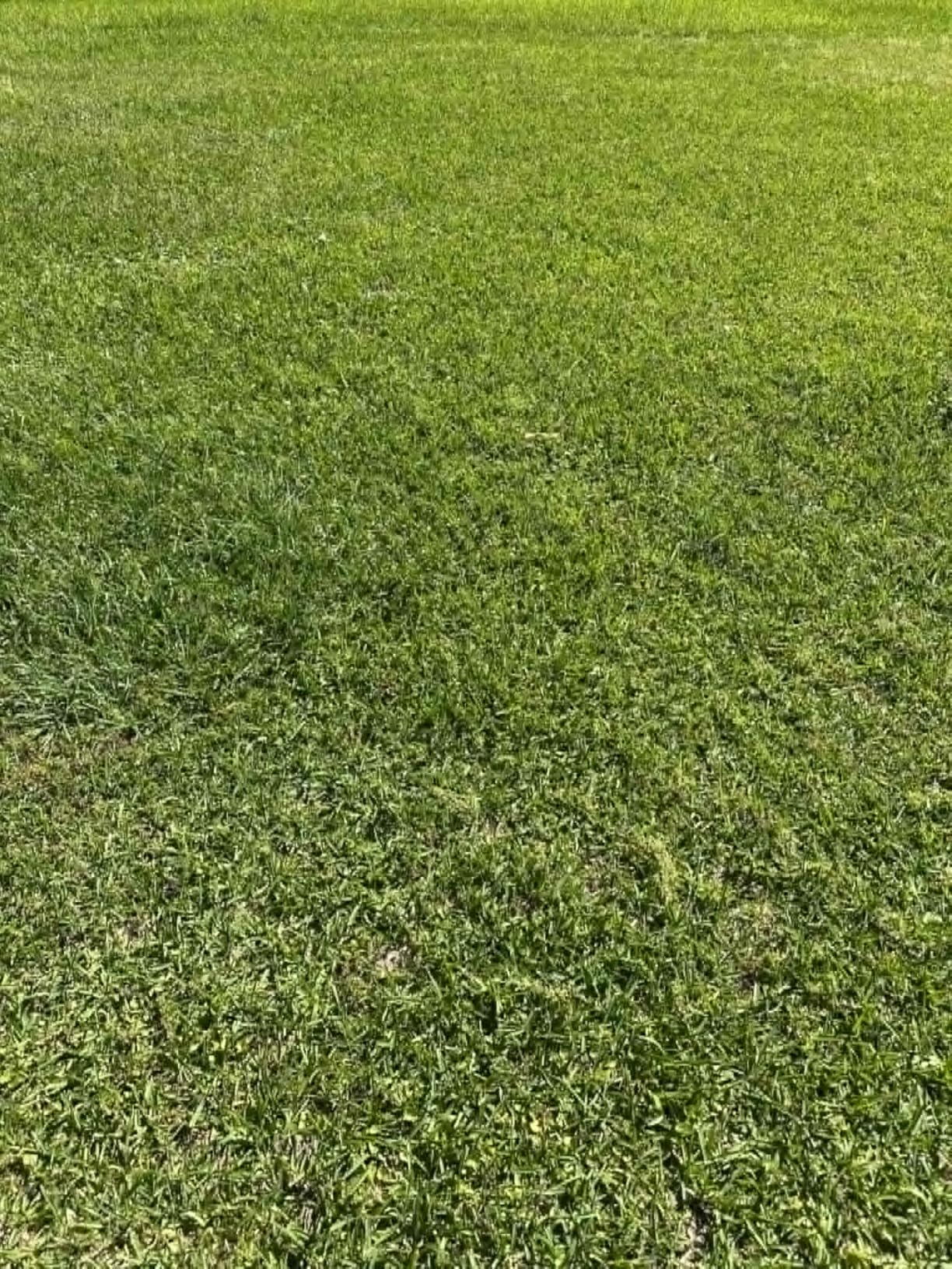 Sun Joe Corded Electric Garden Tiller & Cultivator with Steel Tines, 16 In, 12-Amp Motor - Heavy-Duty Tilling Machine and Power Tools for Lawn, Yard, and Gardening Care, TJ603E | 12-Amp Motor, 16 In. Cultivating Width, Up to 8 In. Depth, 6 Steel Tilling Blades, Foldable Handle, 27.1 Lb customer photo 2