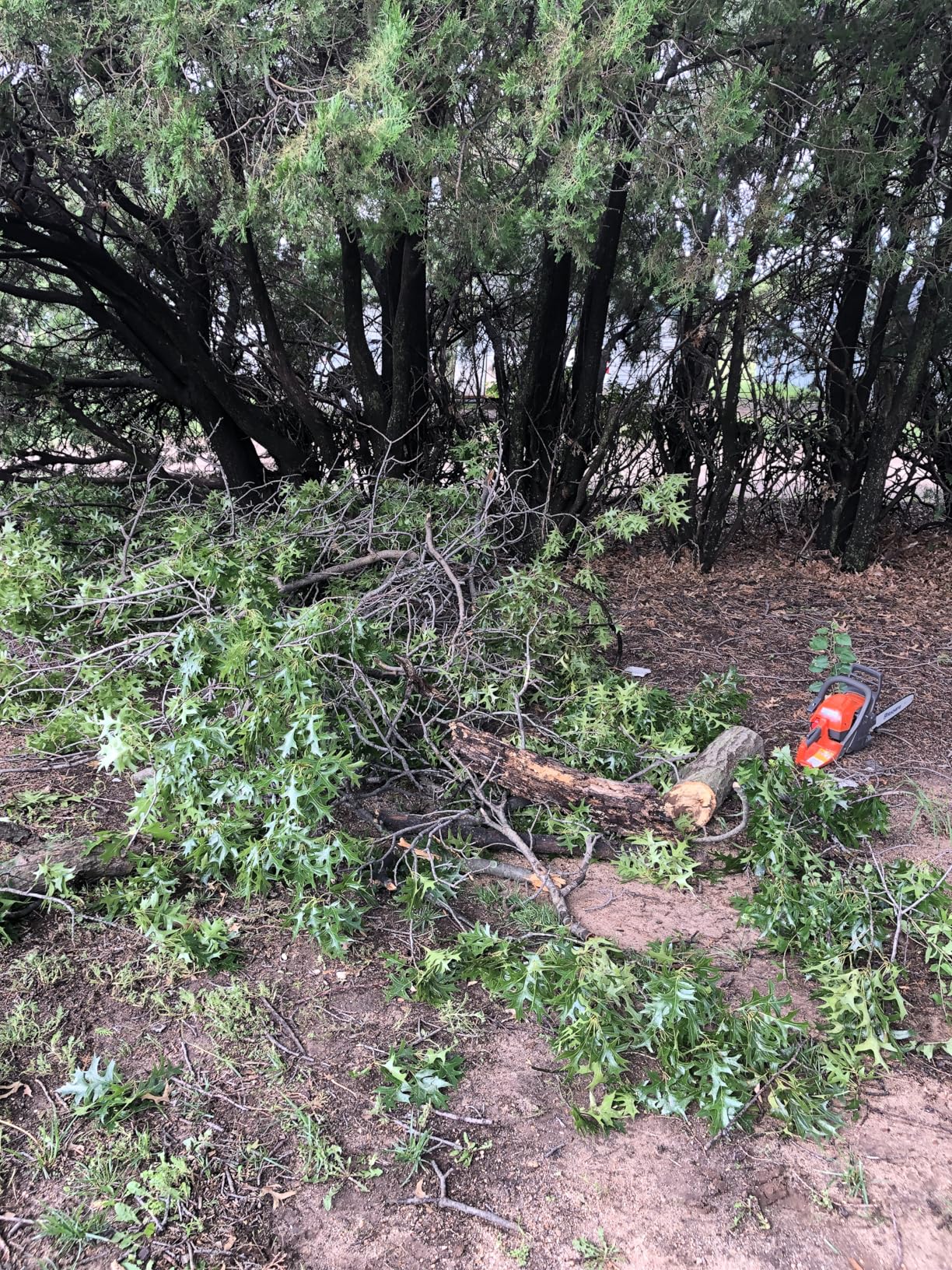 Husqvarna 135 Mark II Gas Powered Chainsaw, 38-cc 2.1-HP, 2-Cycle X-Torq Engine, 16 Inch Chainsaw with Automatic Oiler, For Wood Cutting and Tree Pruning customer photo 1