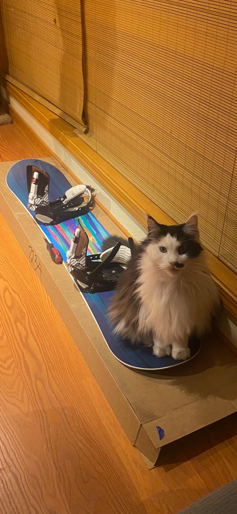 Nitro Lectra Women's All-Mountain Snowboard - Soft Flex, Stable Ride, Beginner Friendly - Groomers customer photo 2
