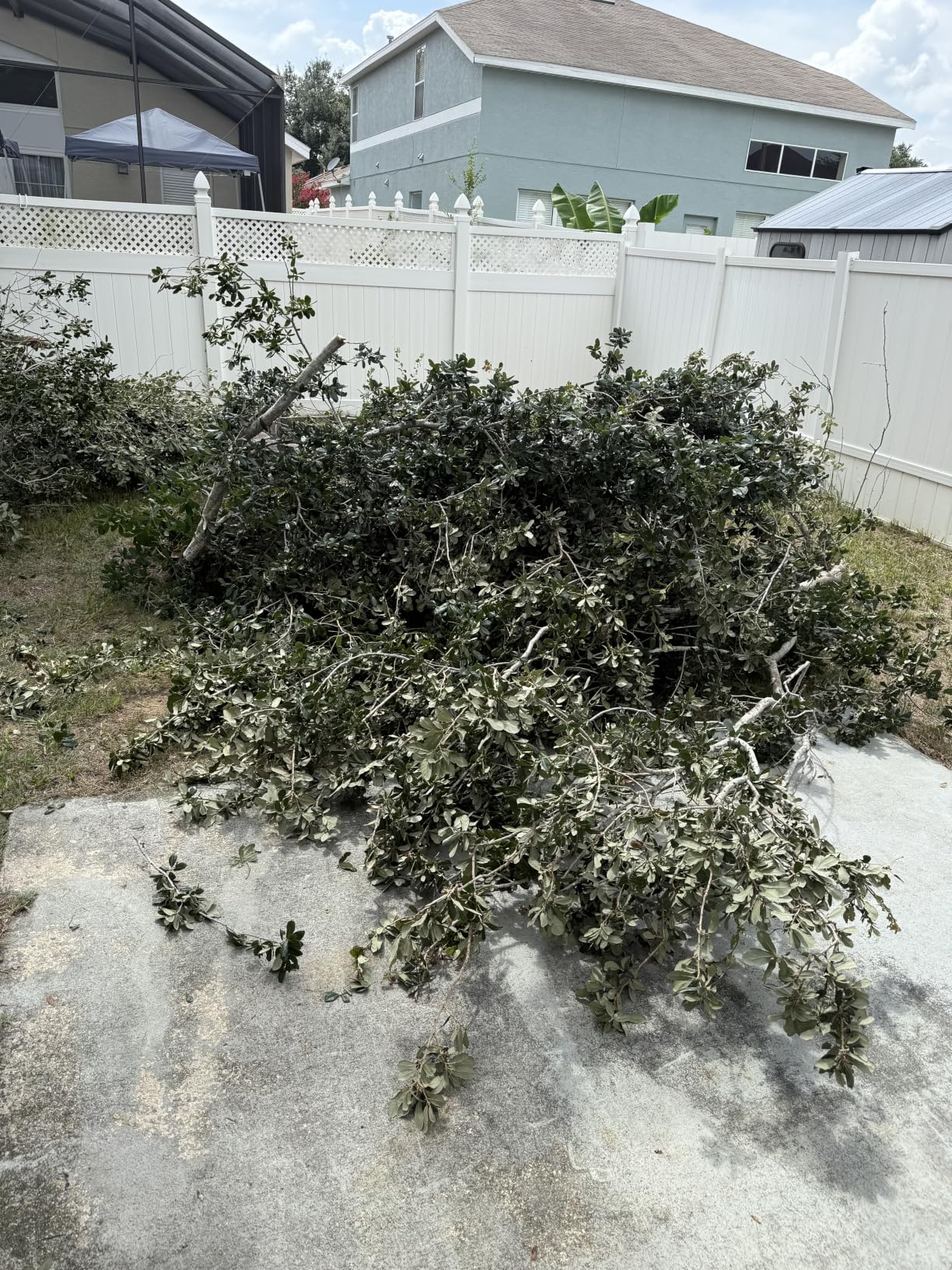 Walensee Pole Saws for Tree Trimming, Extendable Tree Pruner, Manual Branch Trimmer with Blade and Scissors High Branches Pruning Fiberglass Pole Pruner and Cutter Garden Tool with Storage Bag 7.2-27FT customer photo 1