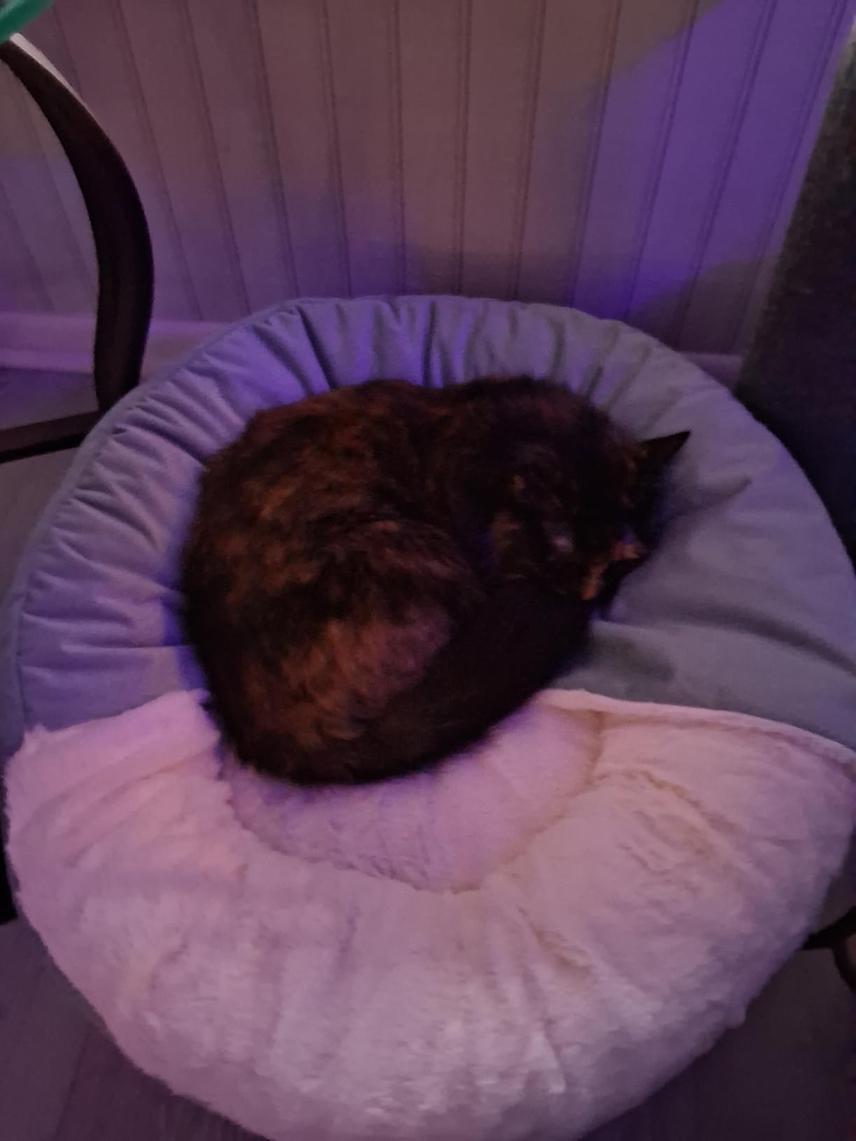 Best Friends by Sheri Cozy Cuddler Ilan Covered Cat and Dog Bed with Attached Blanket, Tide Pool Blue, 24