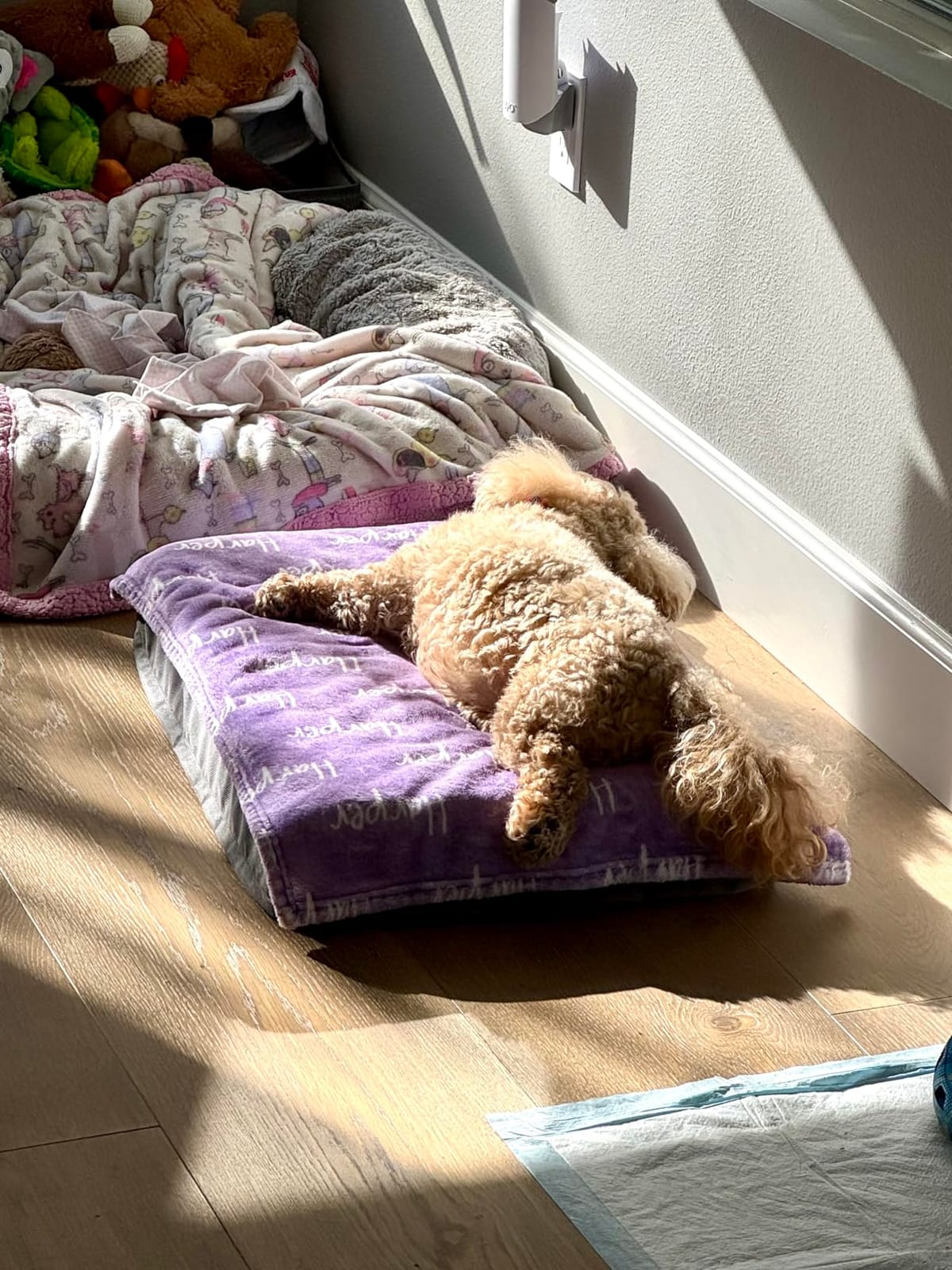 Bedsure XL Dog Bed, Extra Large Pet Bed with Comfy Sherpa,44x32in Grey customer photo 1