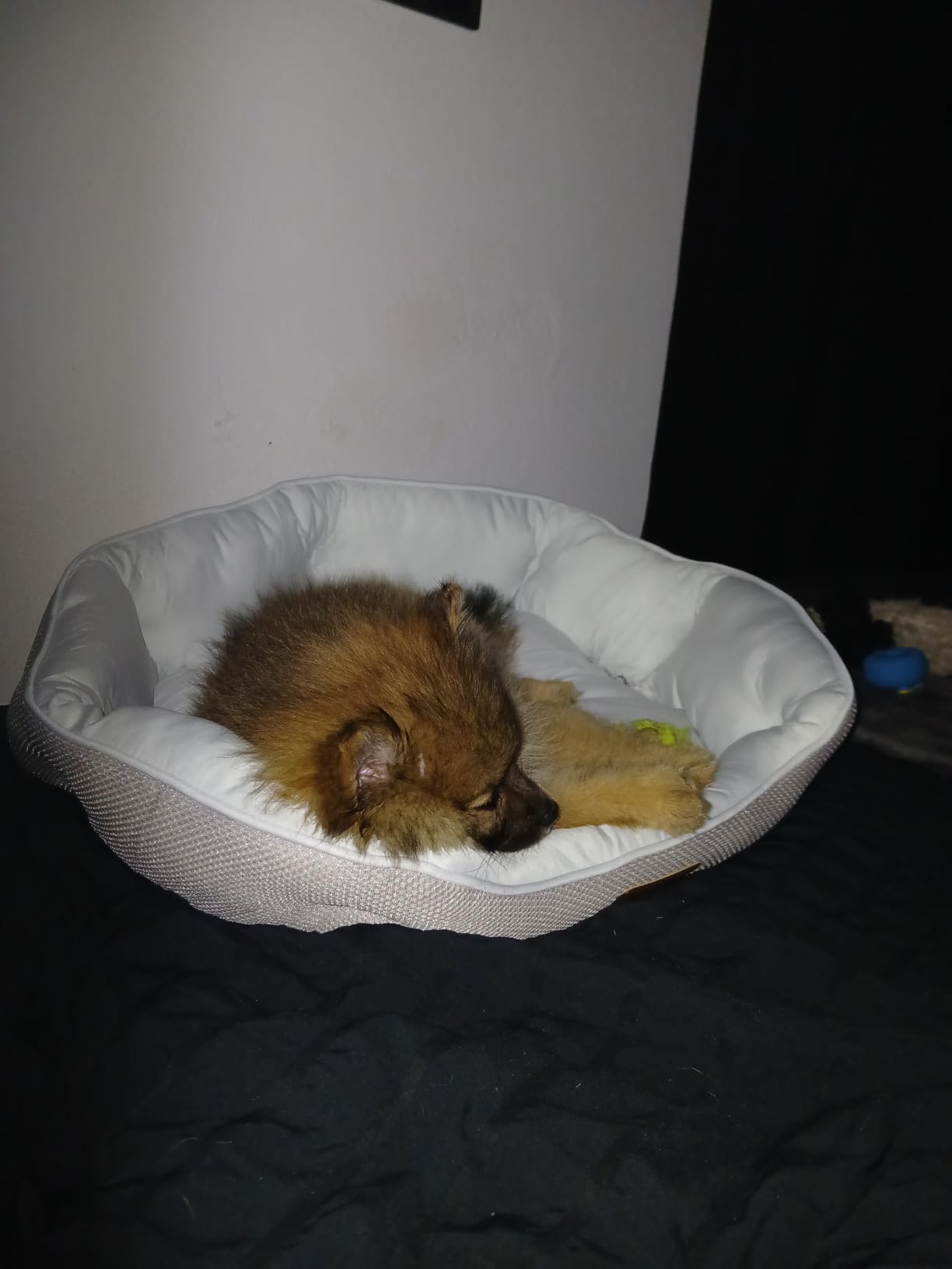 Bedsure Small Dog Bed Washable, Round Cat Beds for Indoor Cats, 20in Camel customer photo 1