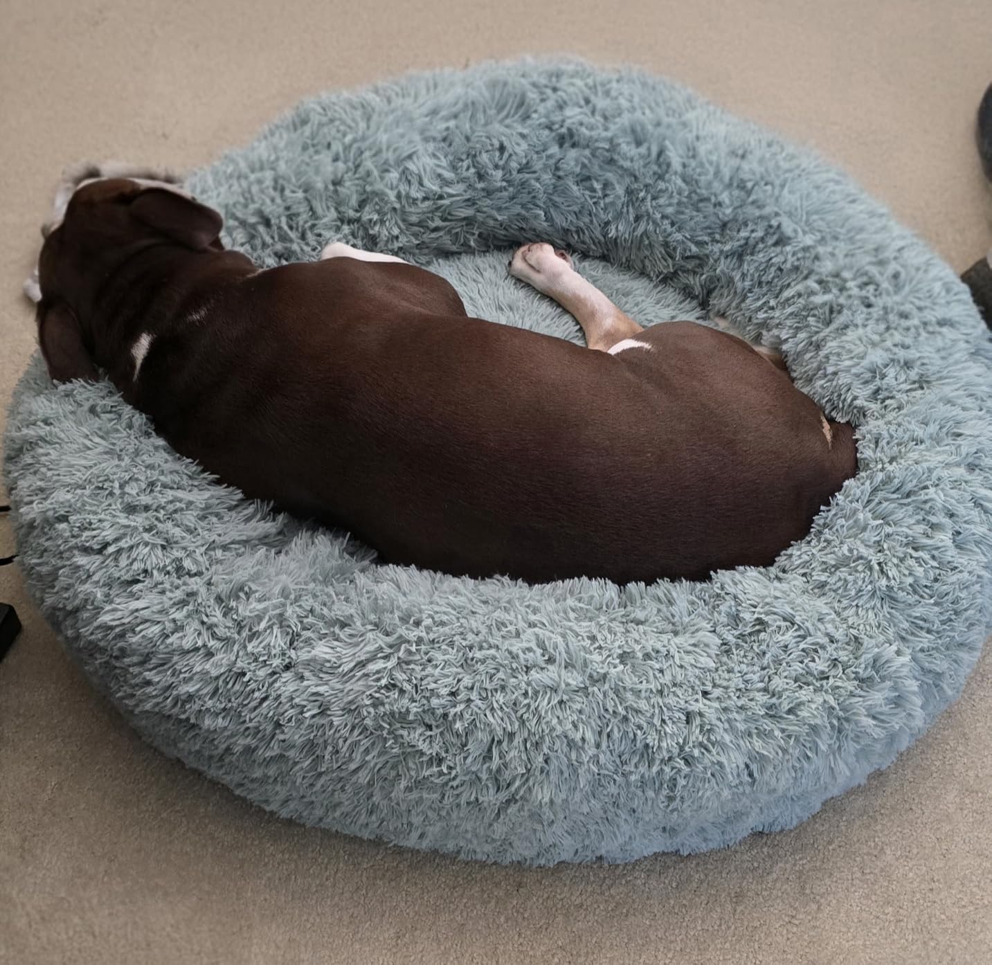 Bedsure Calming Cat Beds Donut Round Washable Kitten Bed, 20 inches Camel customer photo 1