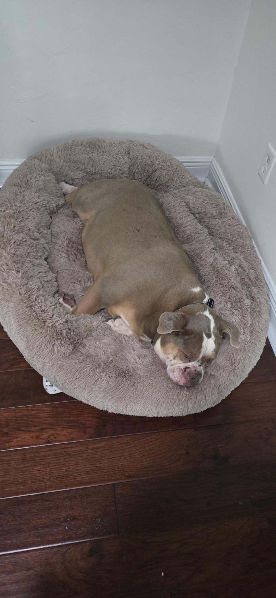 Bedsure Calming Cat Beds Donut Round Washable Kitten Bed, 20 inches Camel customer photo 2