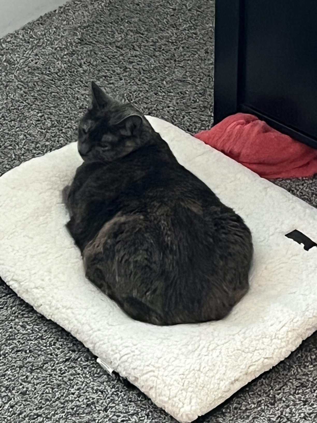 Mora Pets Self Warming Cat Bed Self Heating Cat Dog Mat Pet Pad Extra Warm customer photo 2