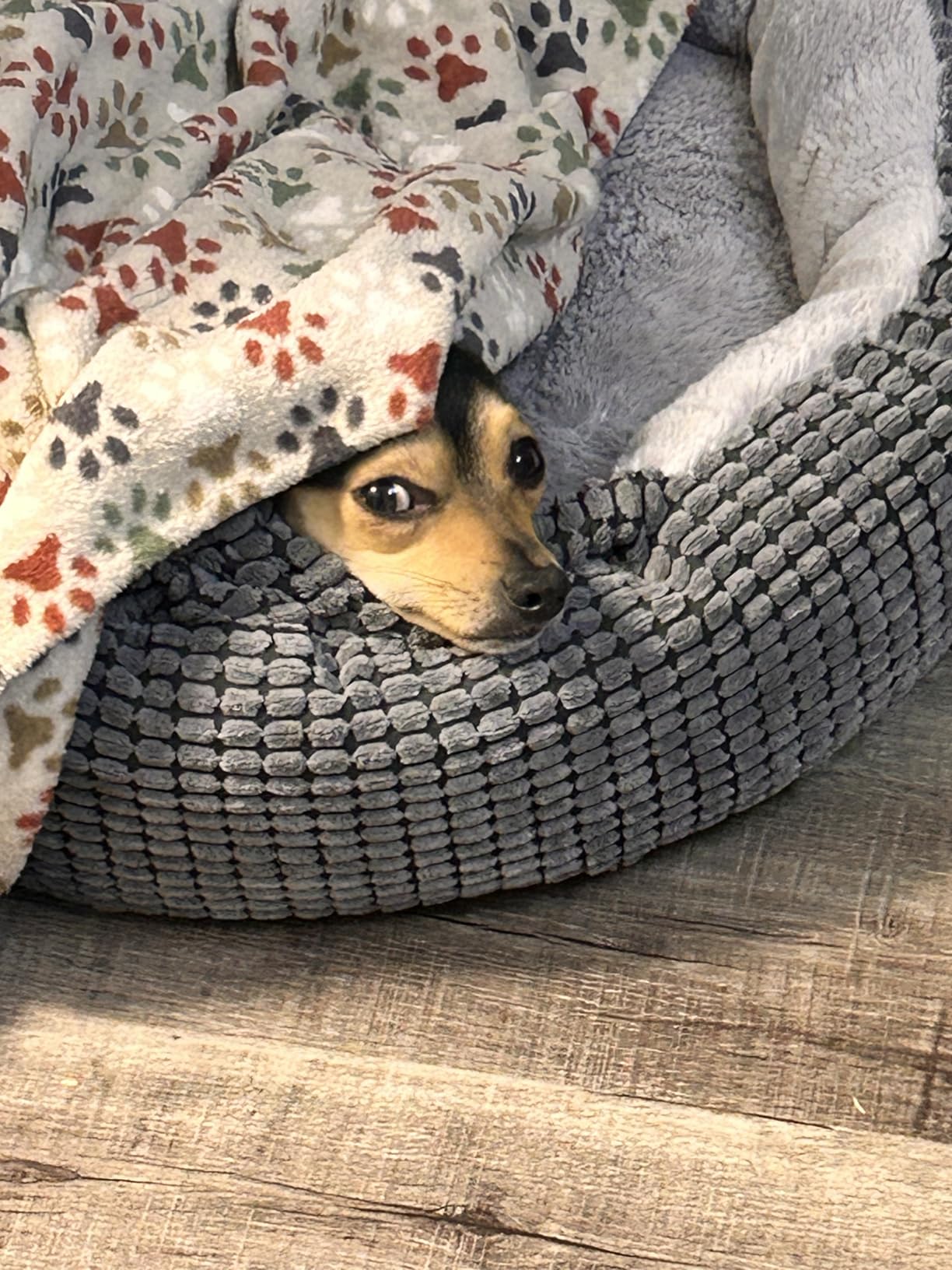Small Dog Bed with Attached Blanket, Cozy Donut Cuddler Anti-Anxiety Hooded Pet Beds Calming Cave Bed. Orthopedic Round Puppy Beds for Dogs or Cats Washable, Anti-Slip Bottom, 23inch customer photo 1