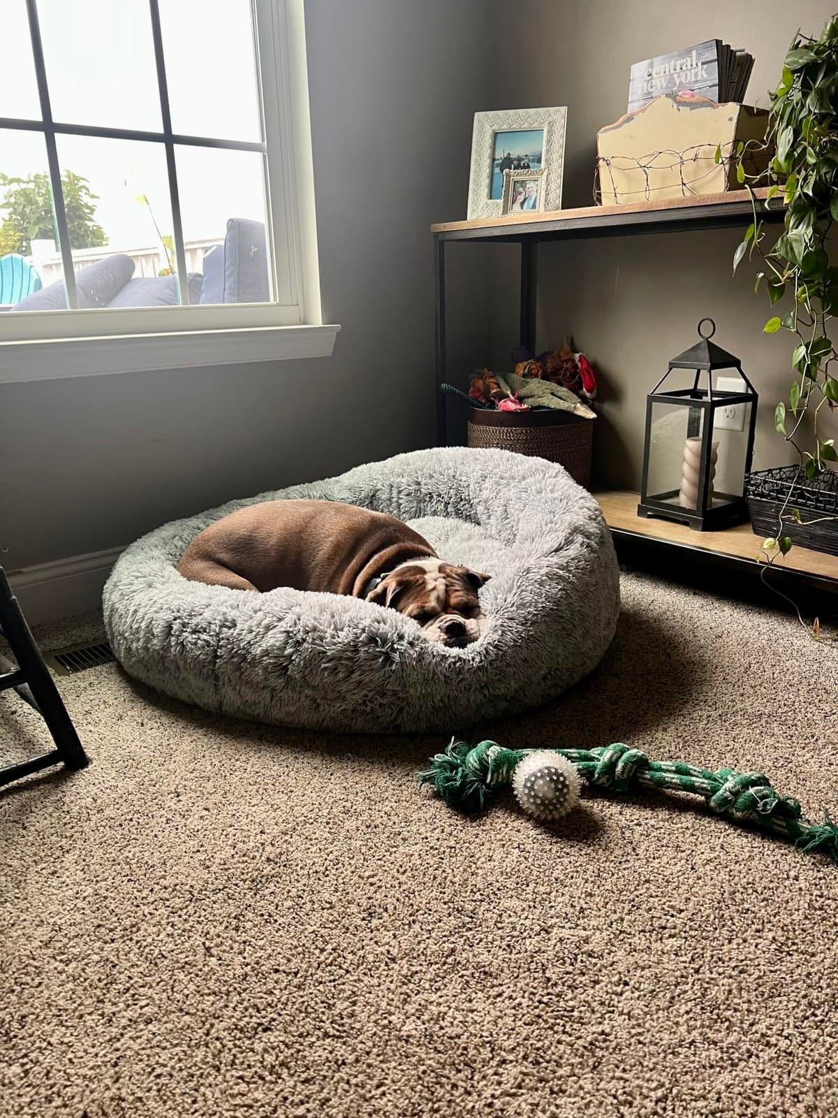 36 inches Faux Fur Fluffy Donut Dog Bed for Large Dogs,Dark Grey customer photo 1