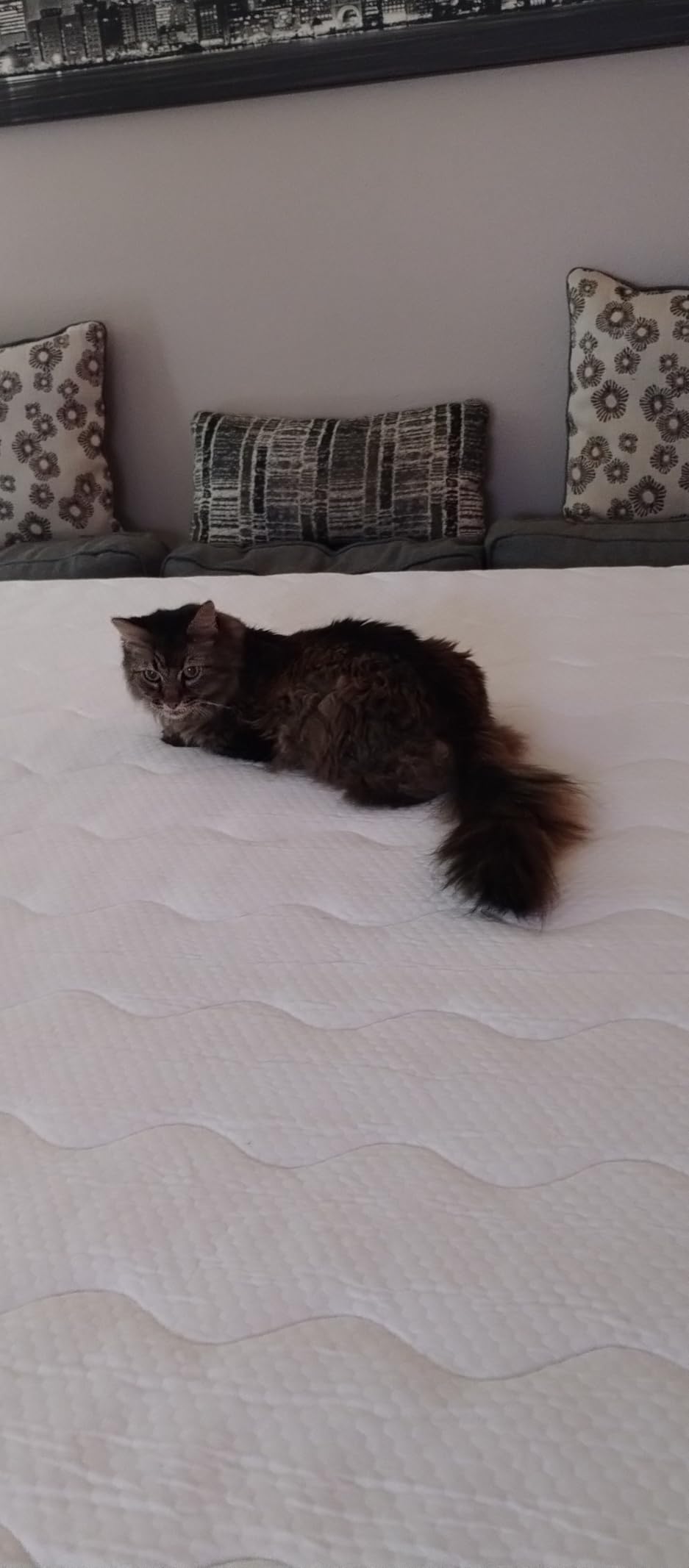 Twin Mattress 10 Inch, Bed in a Box Hybrid with Gel Memory Foam & Pocket Springs, Medium Firm, Pressure Relief, Motion Isolation, Edge Support, Fiberglass Free, CertiPUR, White customer photo 2