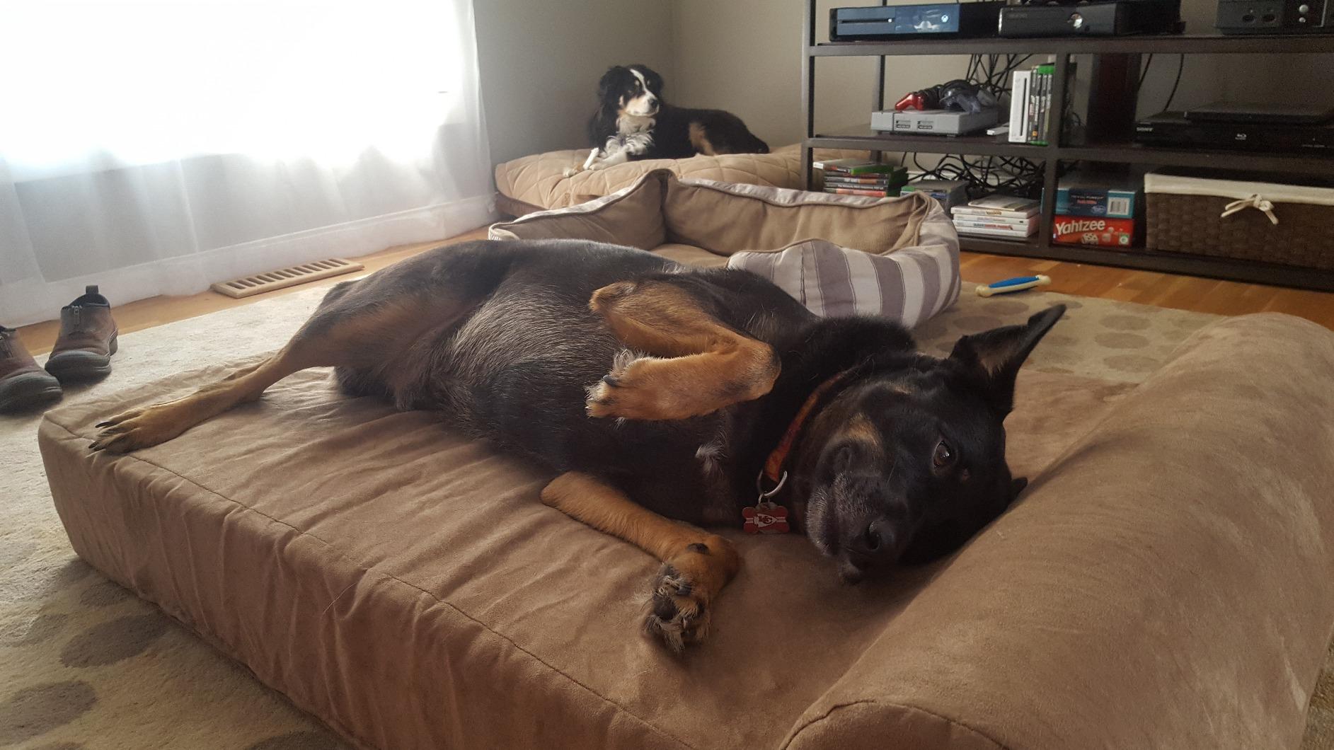 Barker Beds Large Orthopedic Dog Bed - 7