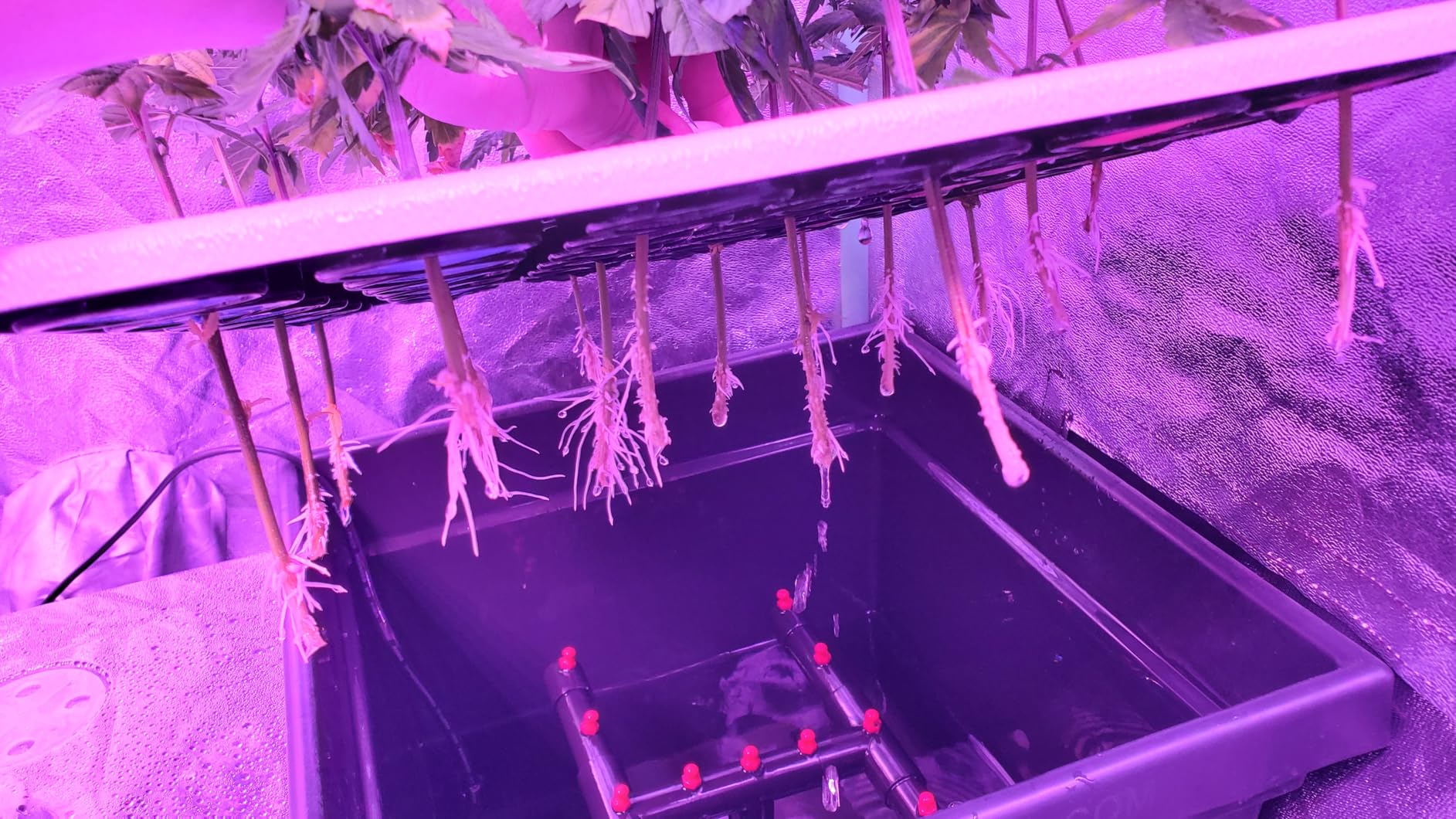 36 Site Aeroponic Cloning Machine. Expect 100% Success Rates! customer photo 1