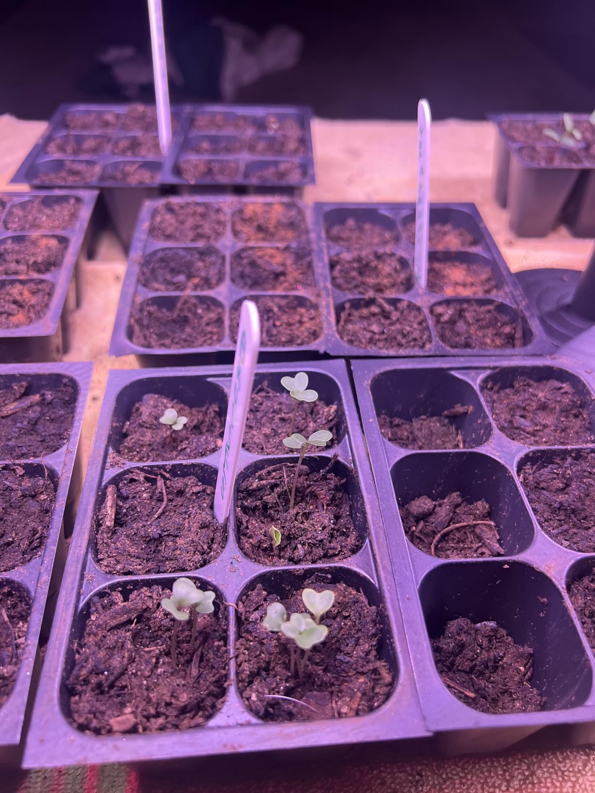 Seed Starter Trays, 144 Cells (24 Trays - 6 Cells Per Tray) + Plant Stakes customer photo 2