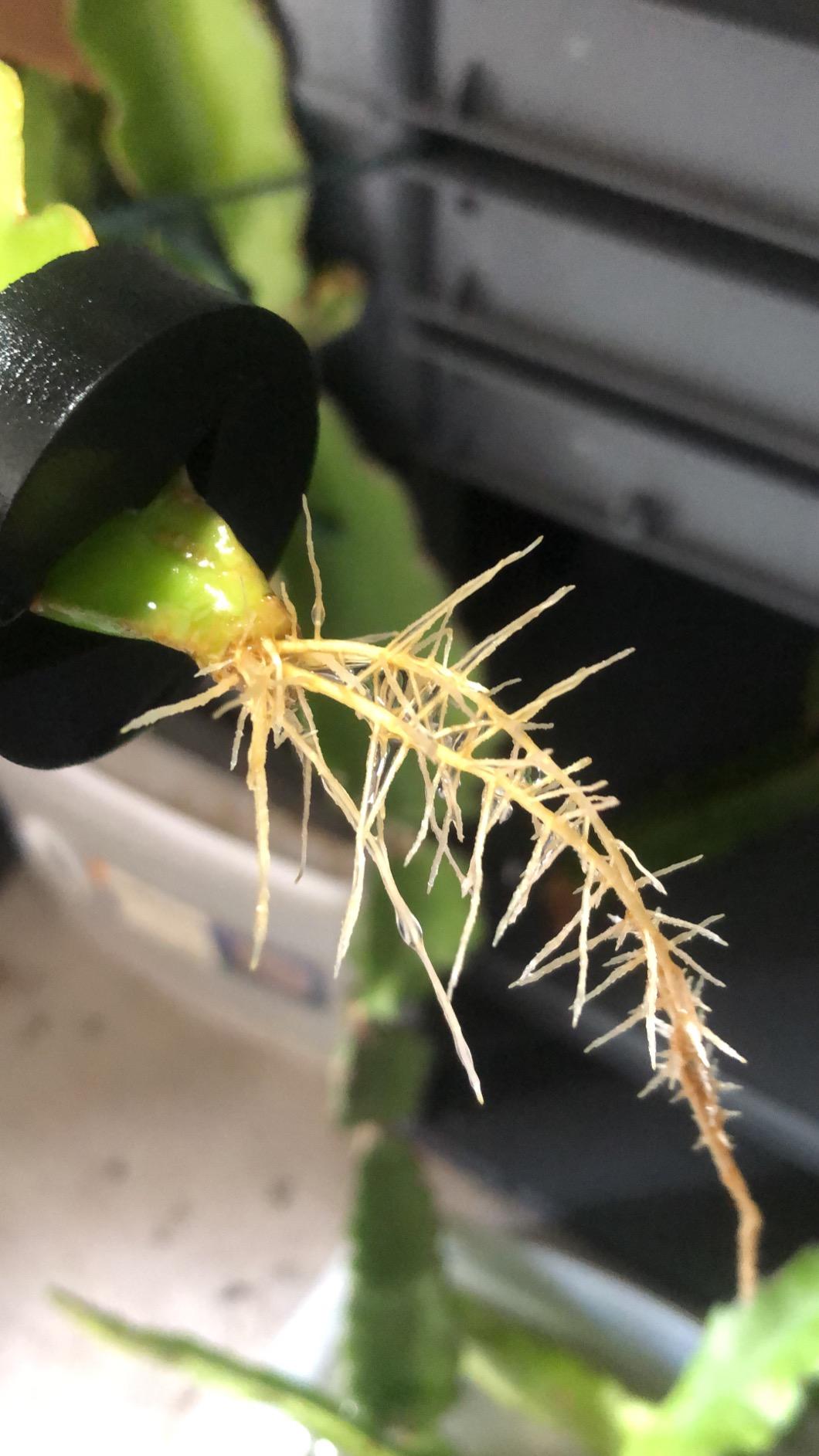 Aeroponic Cloner Machine, Cloning Machine 35 Site for Cutting Rooting Germination Kit Using 1.625 inch Neoprene Clone Inserts customer photo 2