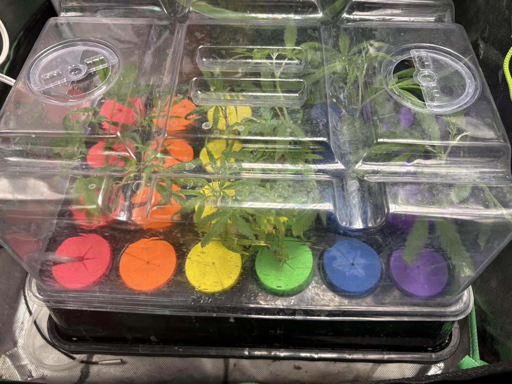 Aeroponic Cloner Machine 24 Site for Cuttings Rooting Using 2 inch Neoprene Inserts or 2 inch Clone Collars customer photo 2