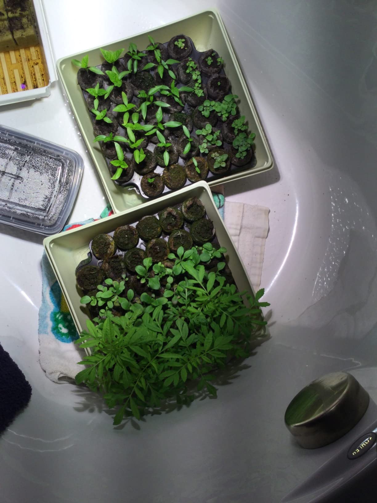Jiffy Seed Starter Tray Kit, Self-Watering, Seedling Tray, 2 Pack customer photo 1