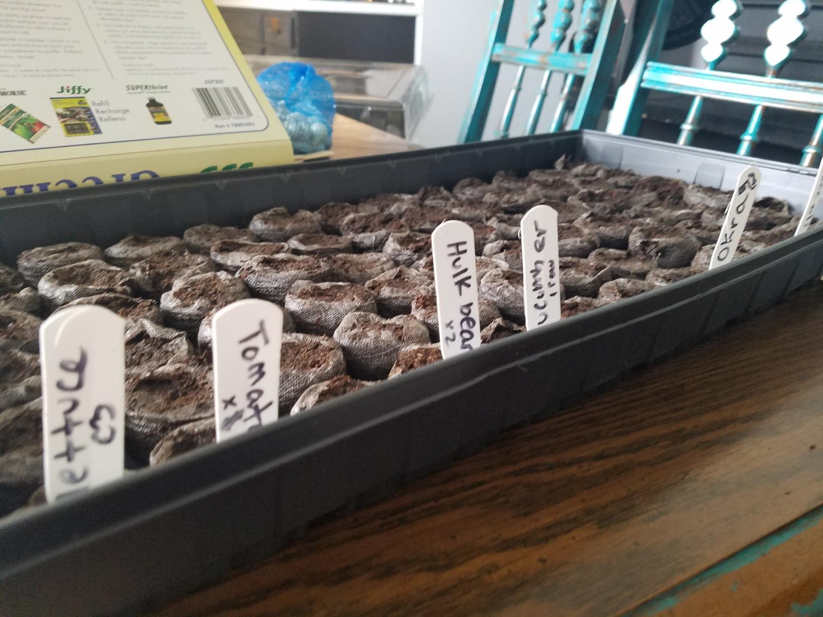 Ferry Morse Jiffy Seed Starting Greenhouse Tray Kit with 72 36mm Peat Pellets and Bonus SUPERthrive Sample + Plant Markers, 2 Pack, 144 Pellets Total customer photo 1