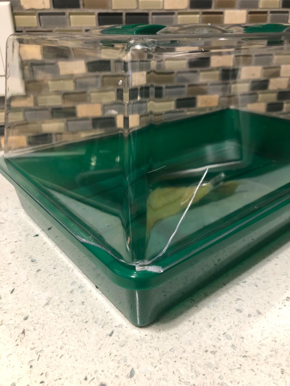Propagator Tray with Vented Dome, Thick Mini Greenhouse for Seedlings customer photo 1