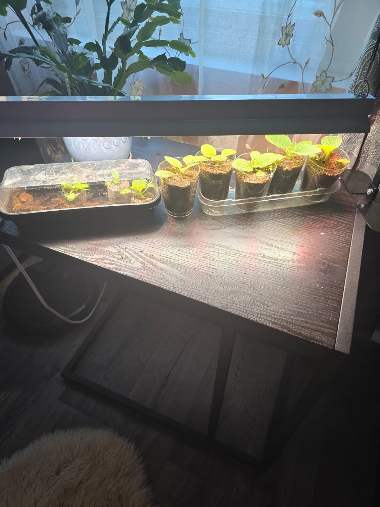 2ft Grow Light for Seed Starting,LED Grow Lamp for Indoor Plants,Seedling Grow Light with Stand,Seed Starter Light Kit with Natural White Spectrum,Height Adjustable,Iron Frame,Timer Outlet customer photo 2