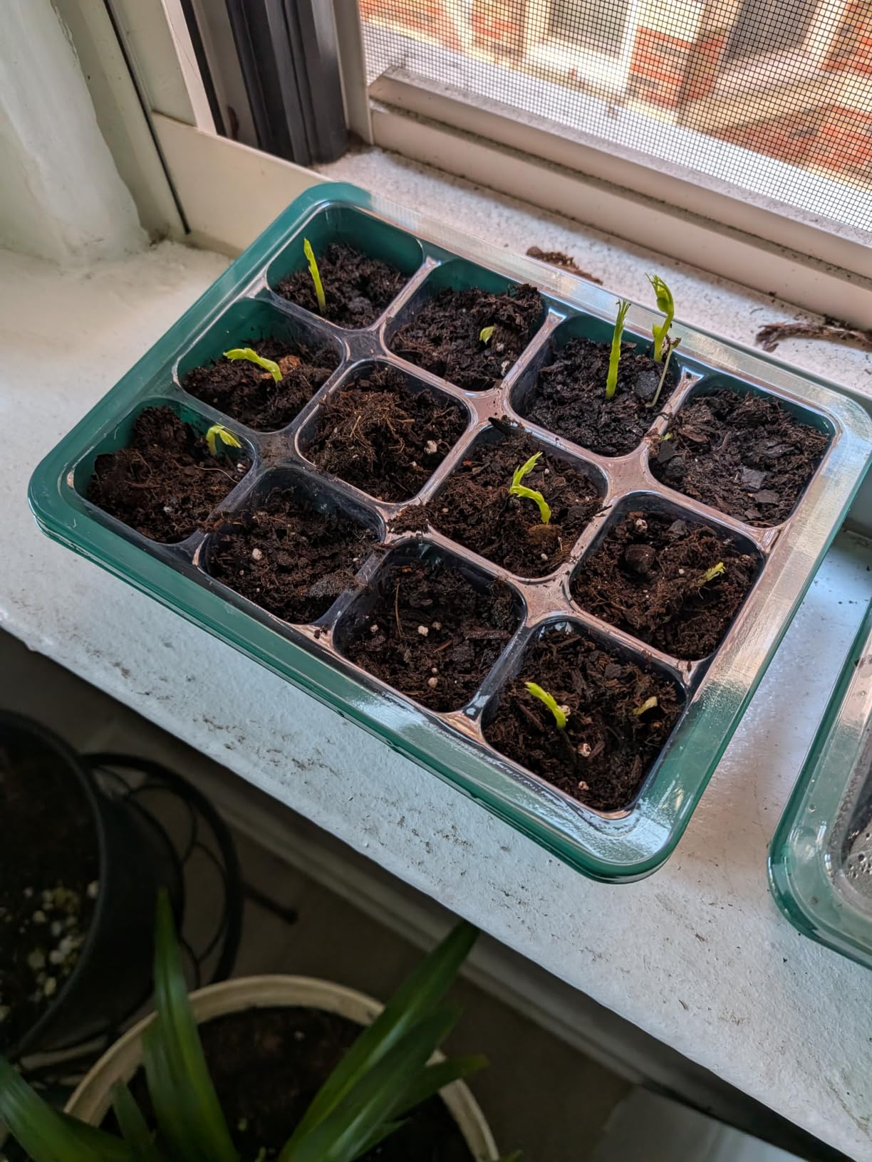 Bonviee 5-Pack Seed Starter Trays, Humidity Dome, Base, 12-Cell Tray, Black customer photo 1