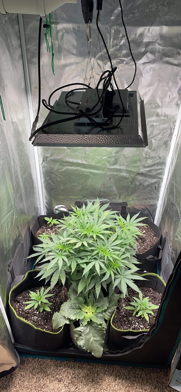 MARS HYDRO 3x3 Smart Grow Tent Kit with TS1000 with iControl Controller customer photo 1