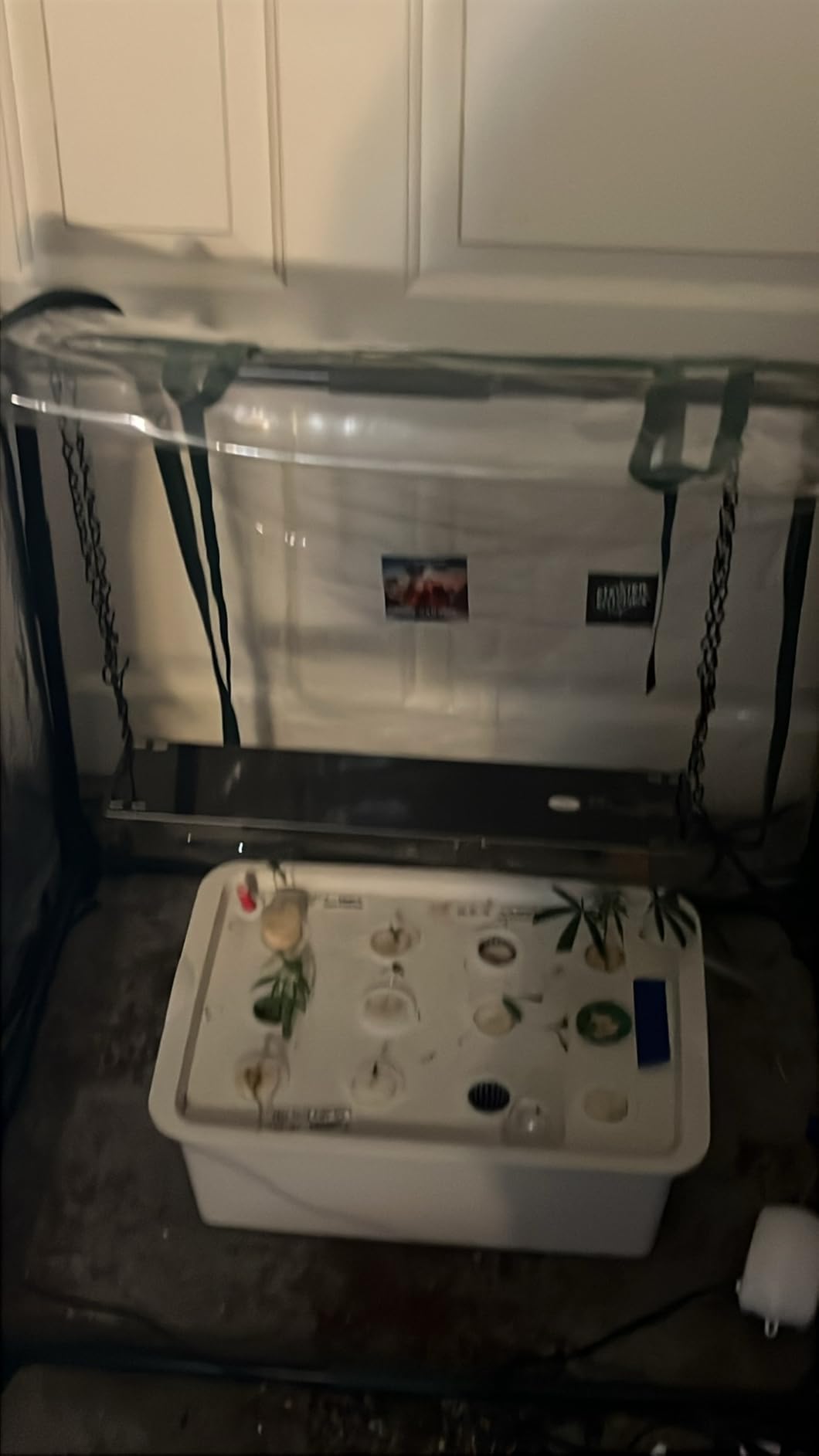 MAOPINER Indoor Hydroponic Grow Kit 12 Sites Deep Water Culture System customer photo 2