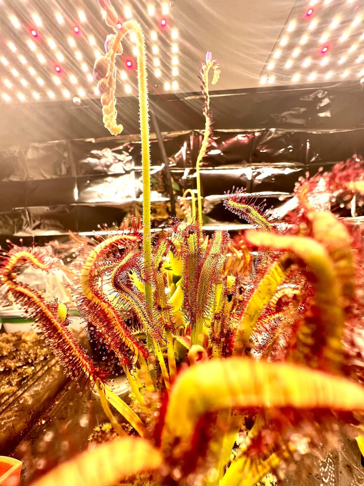 IMVSINCERE LED Grow Lights for Indoor Plants BC100W High-Efficiency customer photo 2