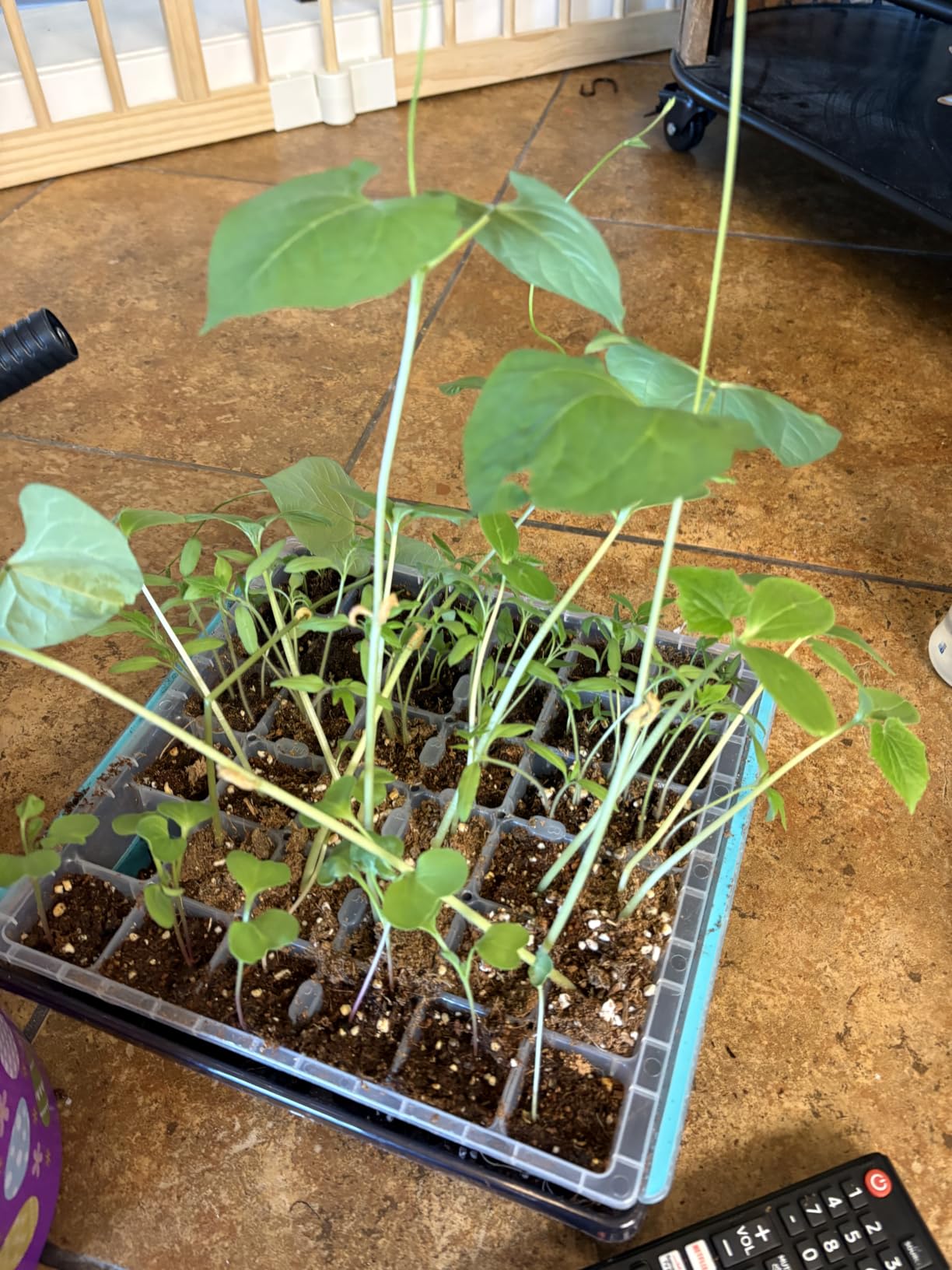 Burpee SuperSeed 36-Cell Reusable Seed Starting Tray for Indoor Seedlings customer photo 2
