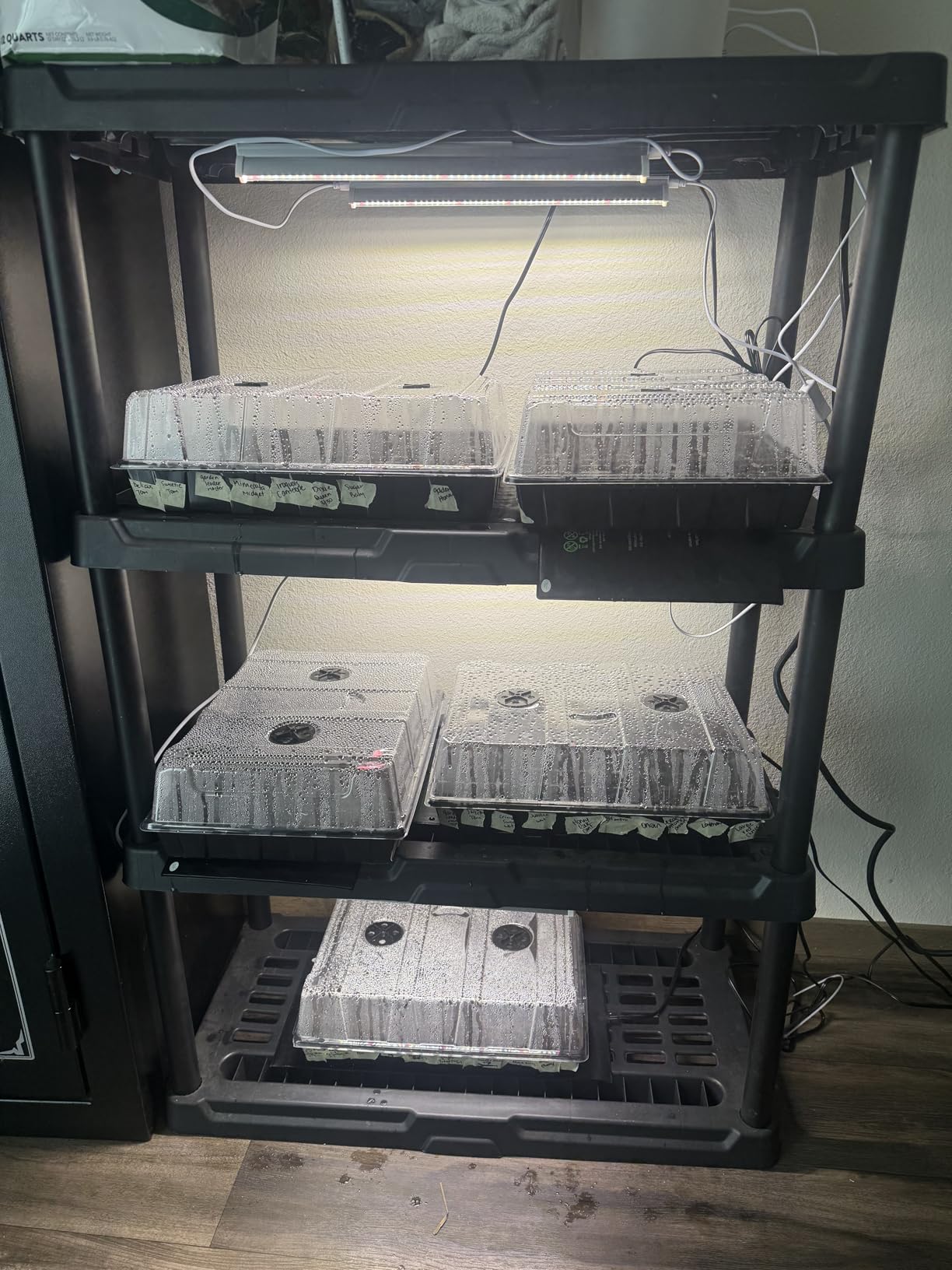 T5 Grow Lights for Seed Starting, 10W x2, Grow Lights for Indoor Plants customer photo 1