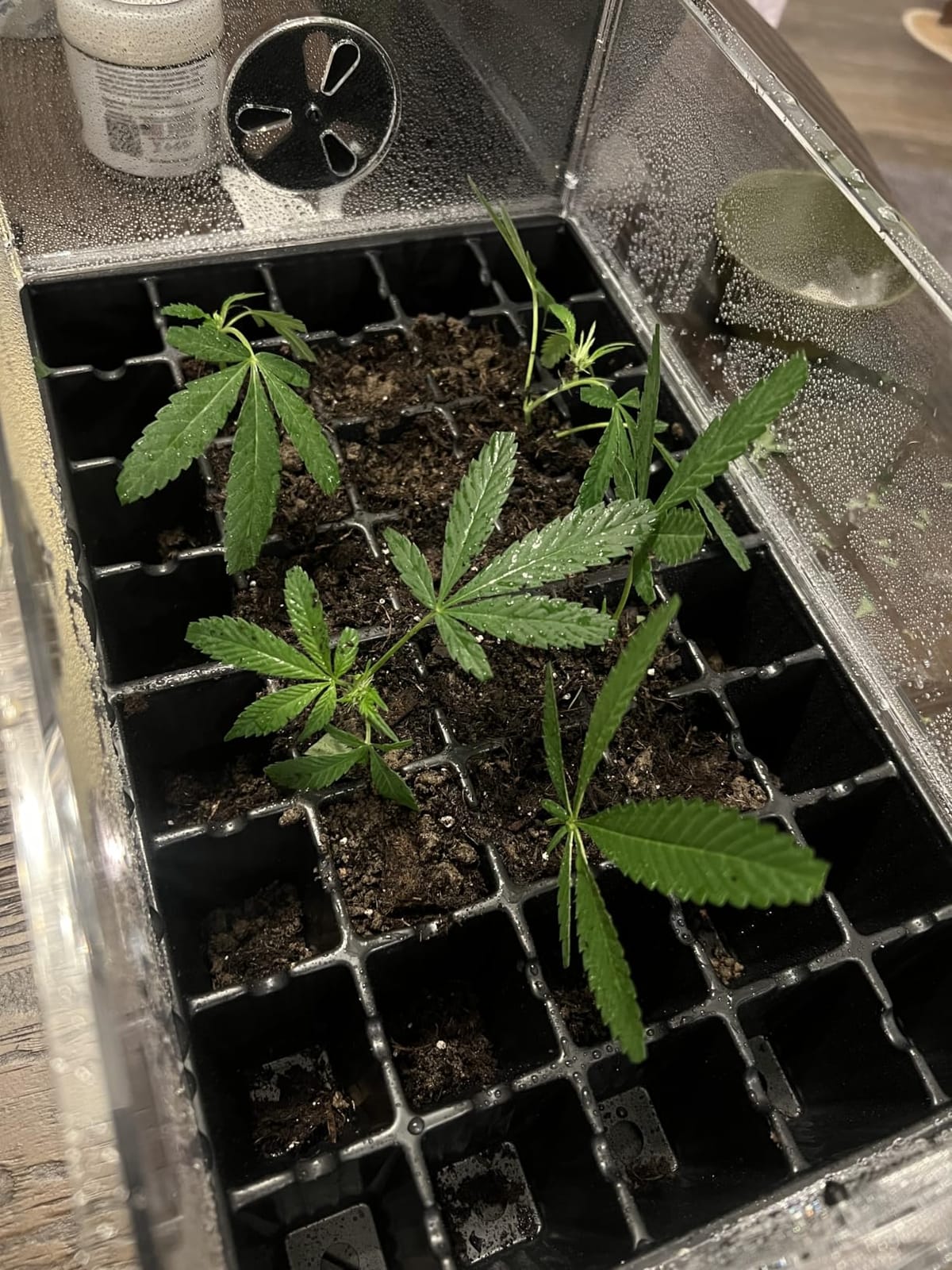 AC Infinity Heavy-Duty Humidity Dome with Full Spectrum LED Grow Light Bars customer photo 2