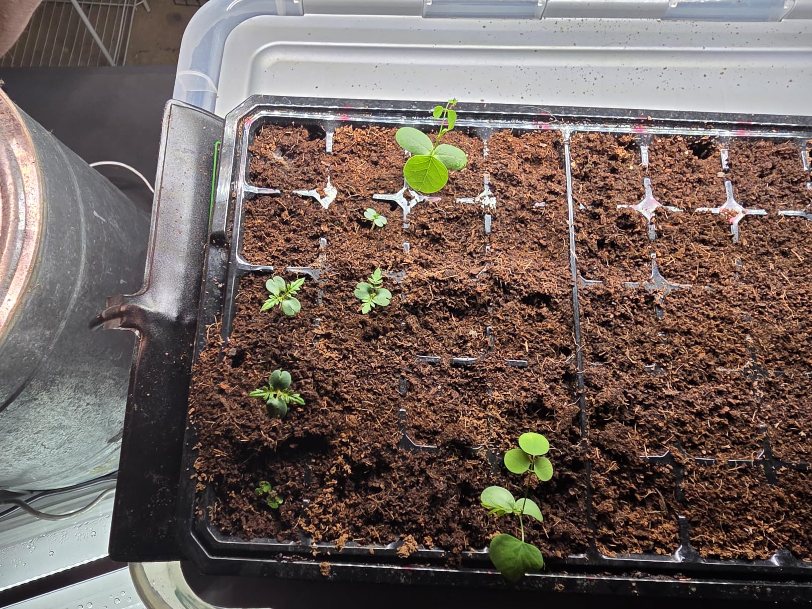 VIVOSUN 1-Pack Seed Starter Kit, 40-Cell Tray, LED Lights and Heat Mat customer photo 2