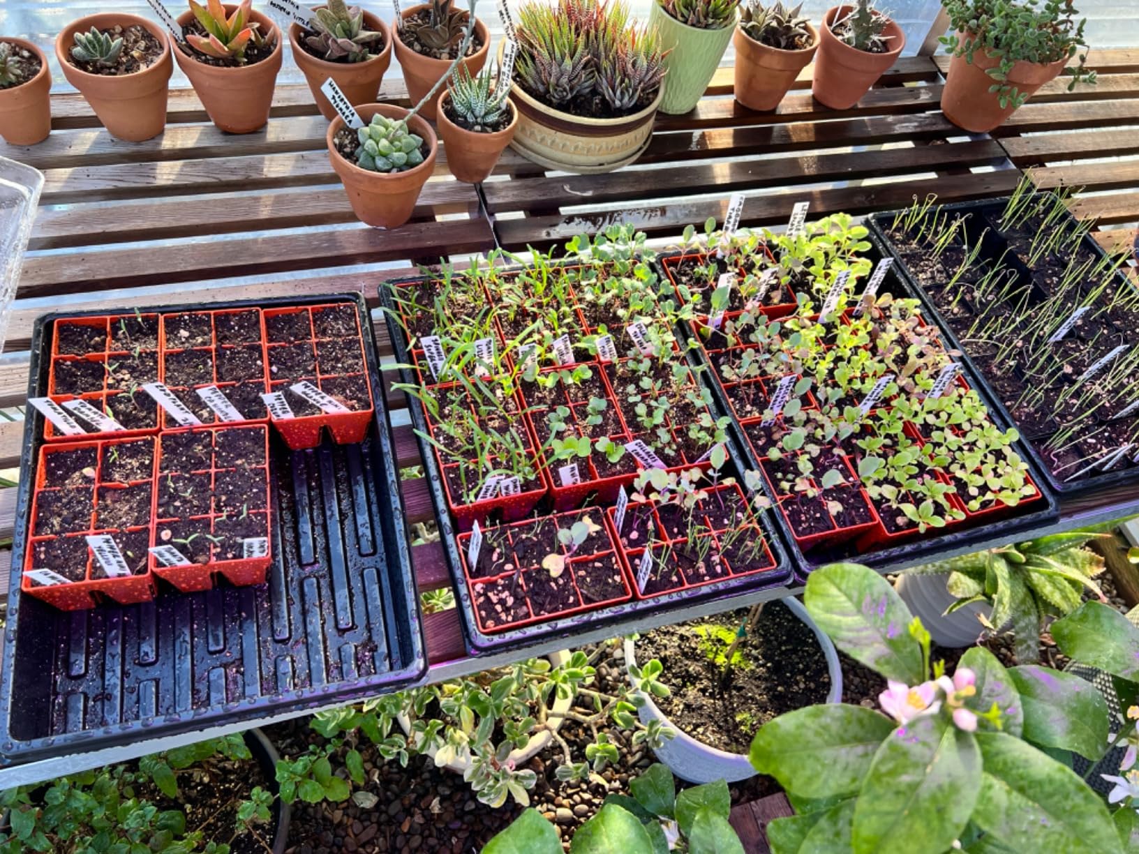 RooTrimmer 4-Pack Seed Starter Trays with 5