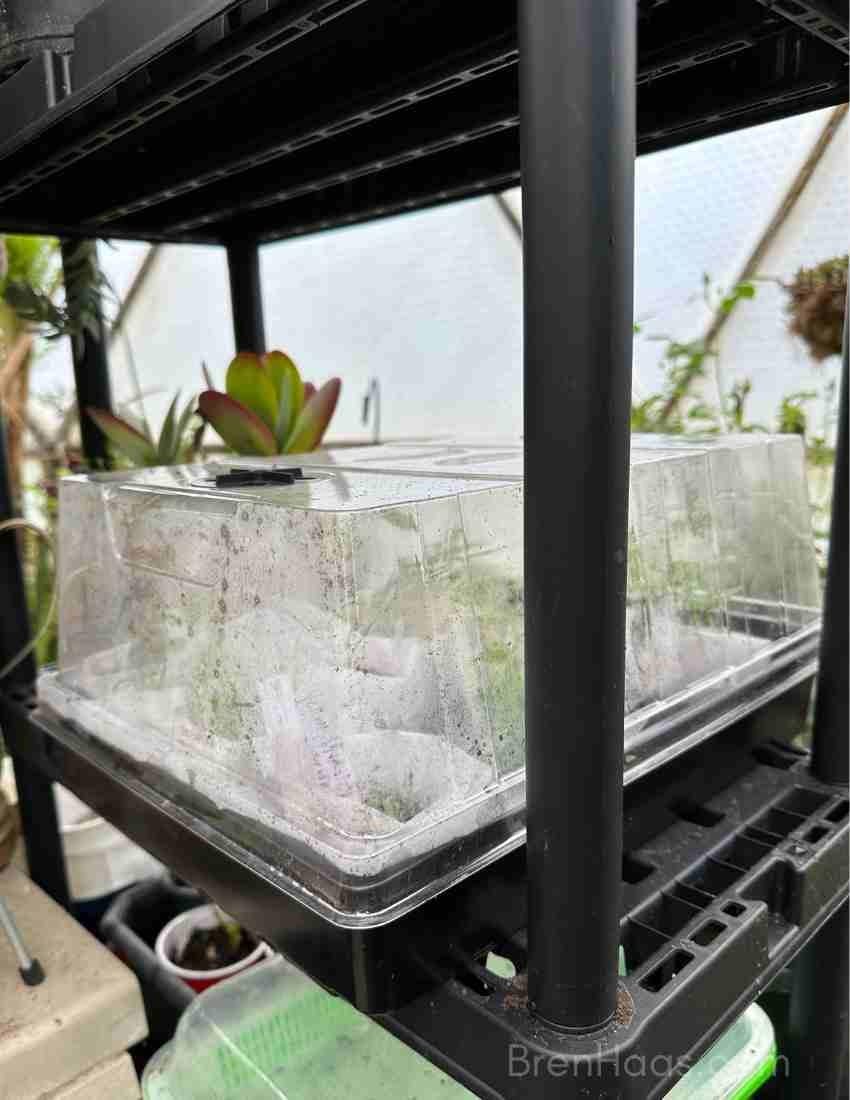 RooTrimmer 4-Pack Seed Starter Trays with 5