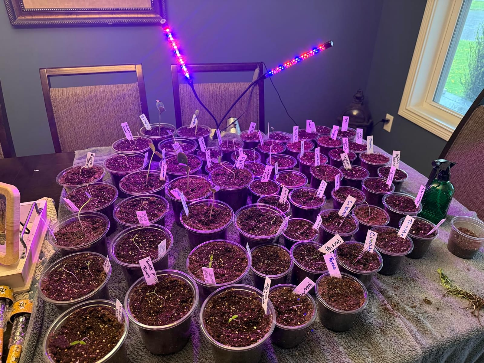 Garpsen Plant Light, 2 Heads Grow Lights for Seed Starting with Clip, 2Pack customer photo 2