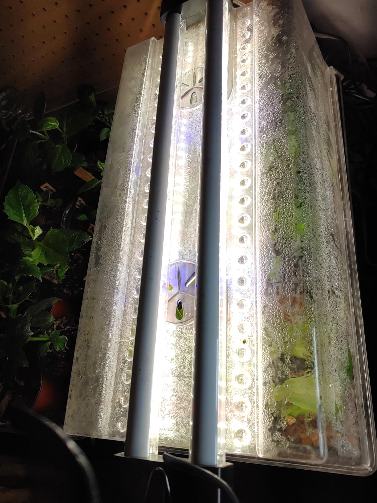 DYMOND BoostGro LED Seed Starter Grow Light Full Spectrum Linkable 5000k Daylight + 660nm Red + 450nm Blue Indoor Plant Lighting Fixture (2 FT, Black) customer photo 1