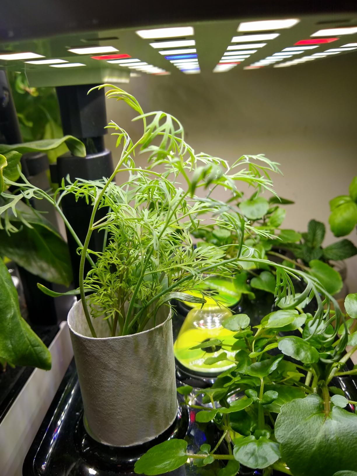 AeroGarden Harvest Lite, Cream customer photo 1