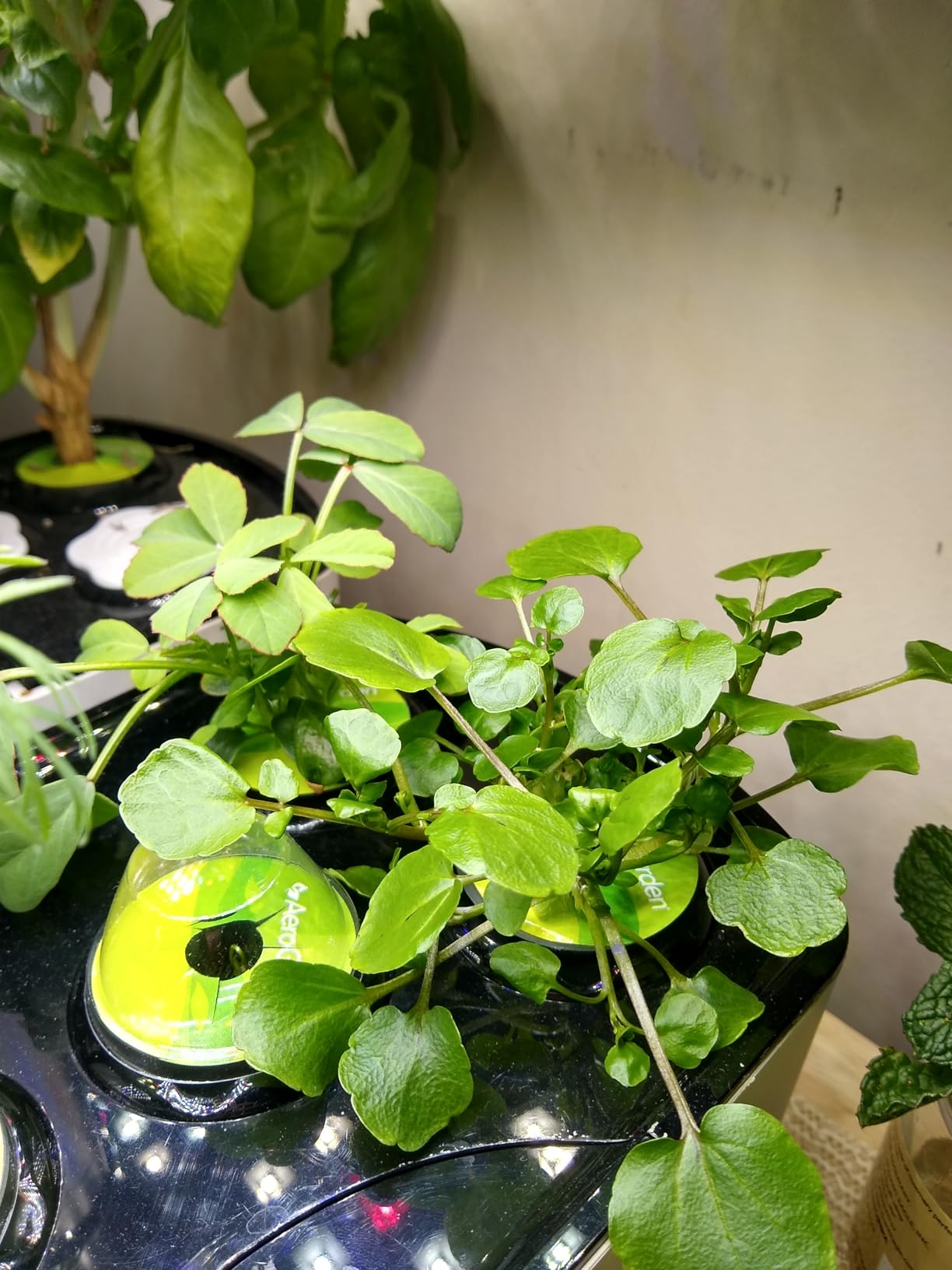 AeroGarden Harvest Lite, Cream customer photo 2
