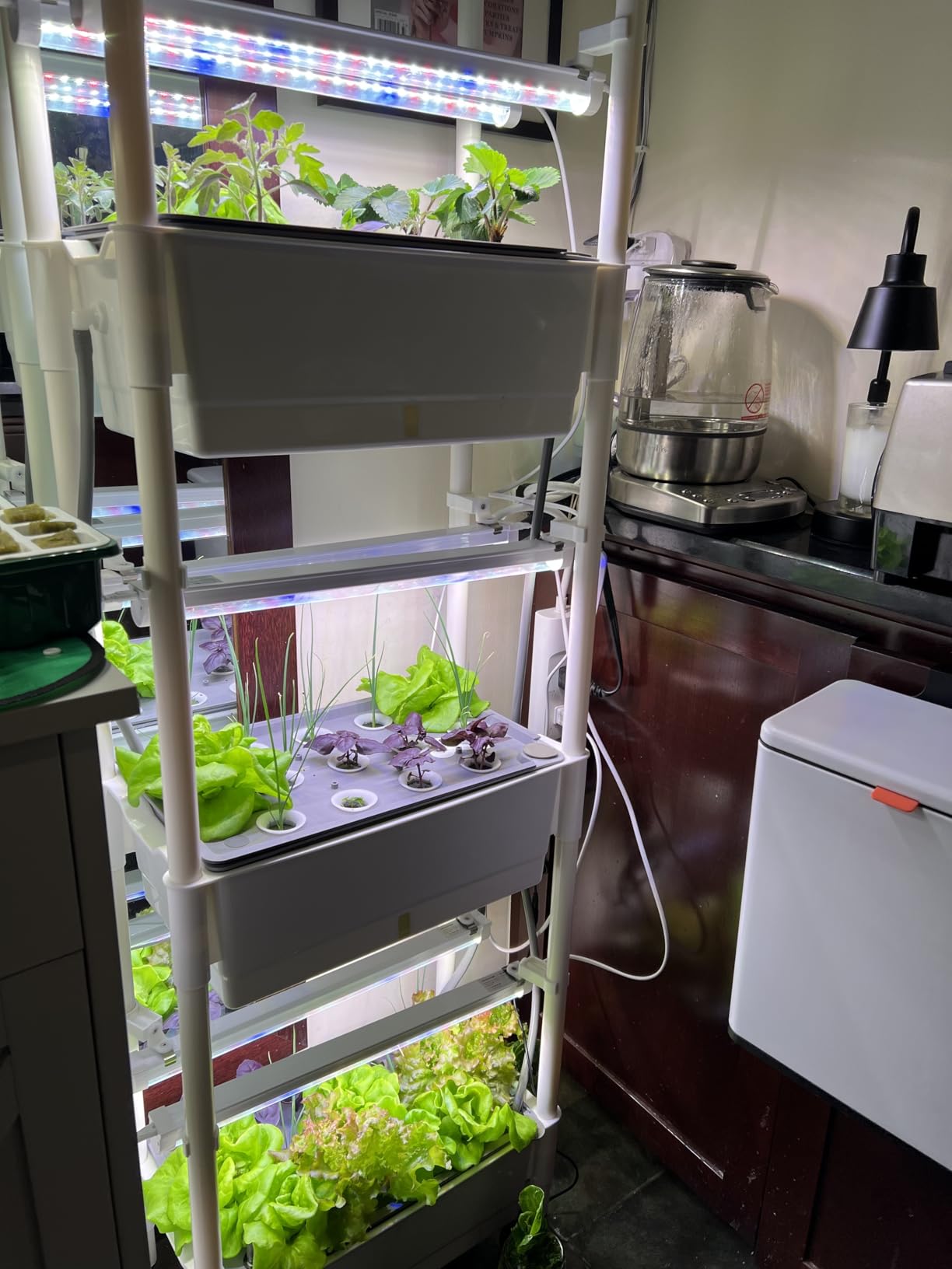 Hydroponics Growing System,AOONEG 28Pods Indoor Herb Garden with LED Grow Light,Hydroponics Growing System Kit with Automatic Timer,Pump System,Adjustable Height,No Seed customer photo 2
