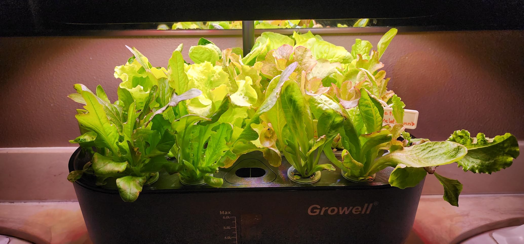 Growell Hydroponics Growing System Kit, 16 Pods Indoor Garden with 28W Full Spectrum LED Grow Light, Auto Timer, 3 Smart Light Modes, 8L Large Herb Garden, Ideal Gardening Gift for Women, Men (Gray) customer photo 2