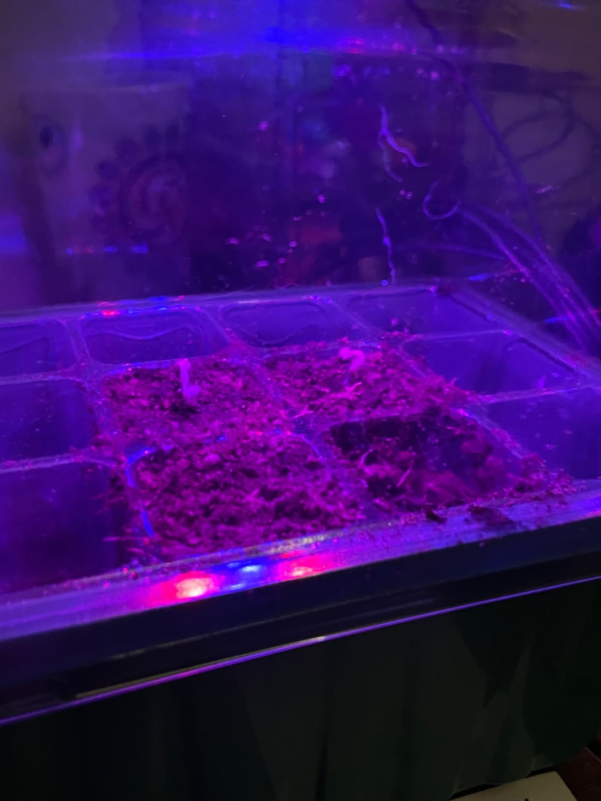GOONMILL Self-Watering Seed Starter Tray with Timed Grow Light, 6 Packs Plant Starter Tray Seedling Starter Kit with Humidity Domes Base Indoor Mini Greenhouse for Gardening Seeds Growing Starting customer photo 2