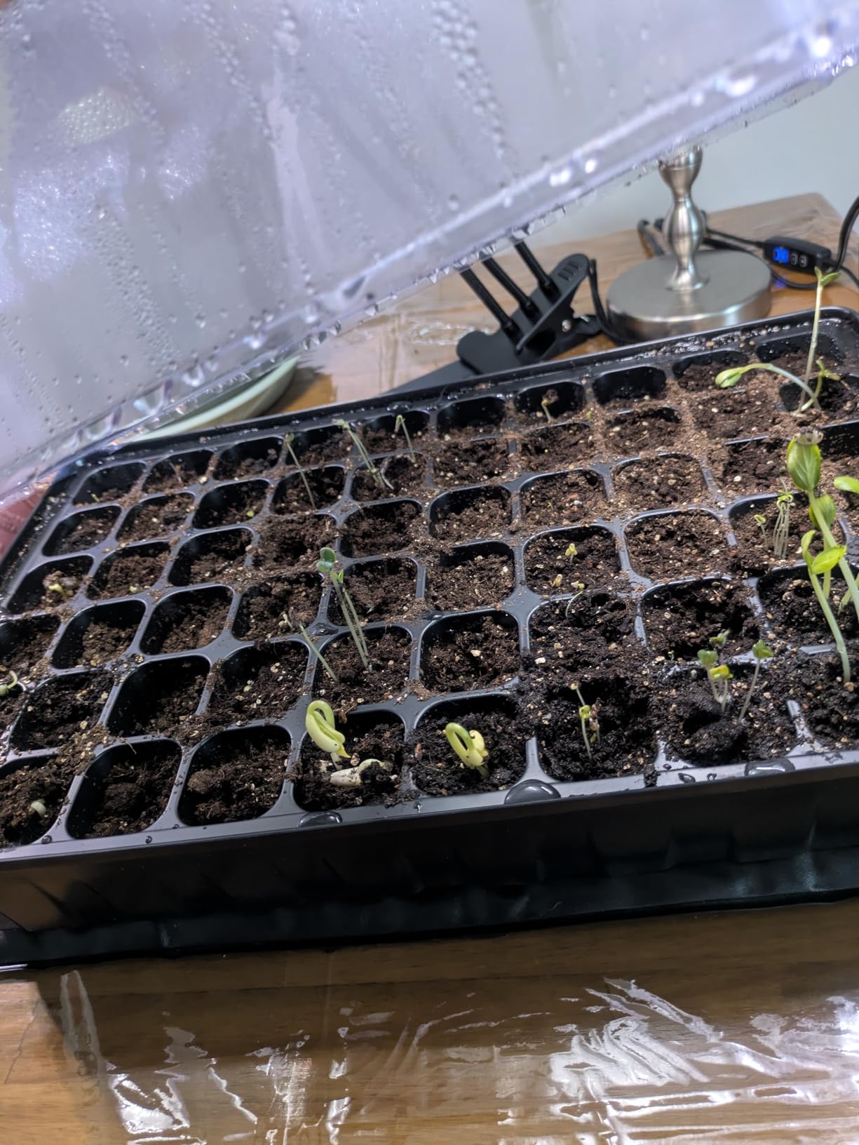 SOLIGT 60 Cell Seed Starter Tray Kit with Grow Light and Heat Mat customer photo 1