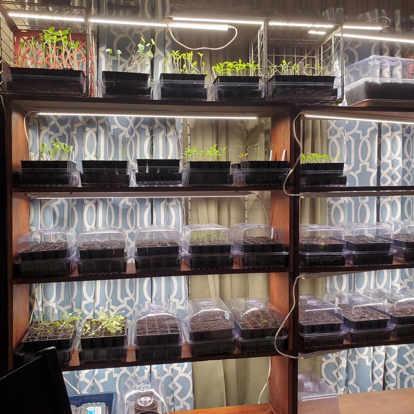 SOLIGT Self Watering Seed Starter Trays with Humidity Domes 6 Pack 144 Cell customer photo 2