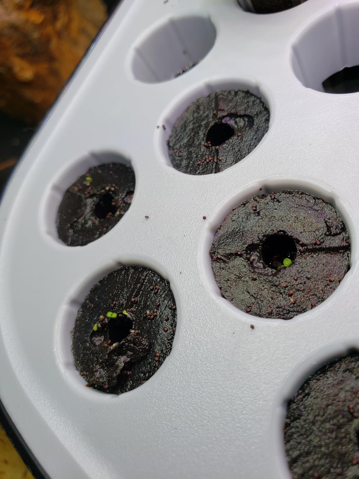52 Pods Smart Hydroponics Growing System Indoor Herb Garden with Auto Timer customer photo 1