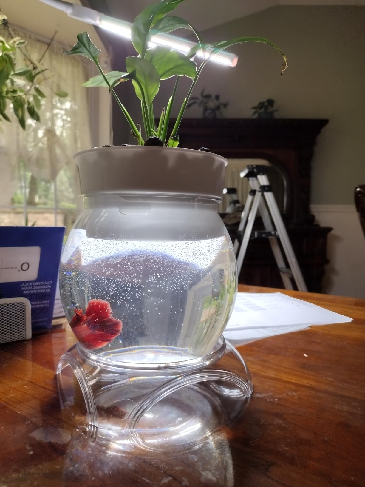 Geelin 0.5 Gallon Plastic Aquaponic Betta Fish Tank Aquaponic with Base and Top, Small Bowl Shatterproof Ecosystem Aquarium with Clear Clarity for Terrarium, Flower Vase Betta Fish Centerpiece Gifts customer photo 1