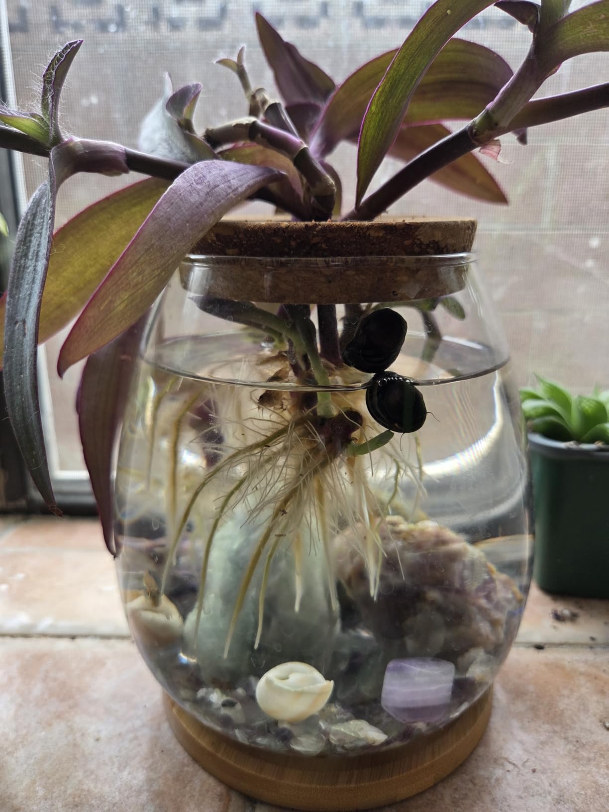 0.5 Gallon Fish Bowl Betta Fish Tank Glass Aquarium with Wood Lid & Bamboo Stand – Hydroponic Plants Planter, Glass Vase, Gift customer photo 2
