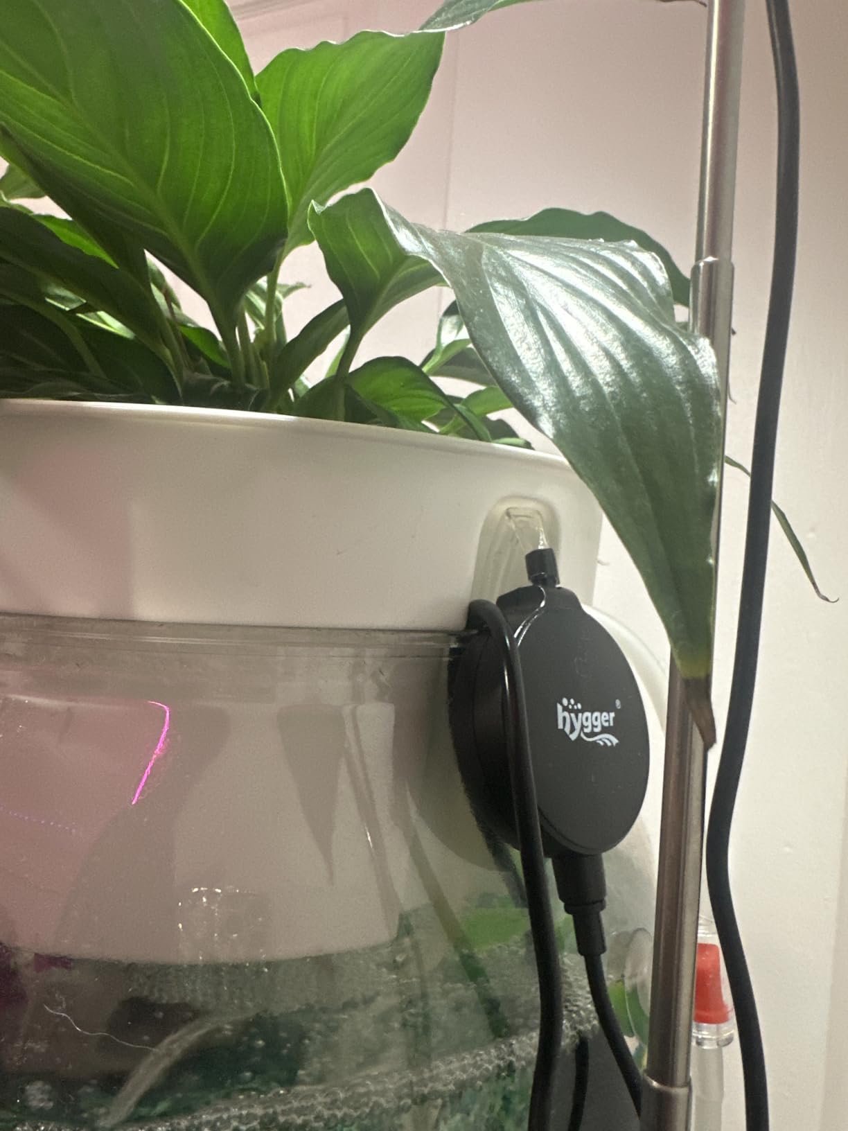 1 Gallon PET Aquaponic Fish Tank Fish Bowl Betta Fish Tank customer photo 1