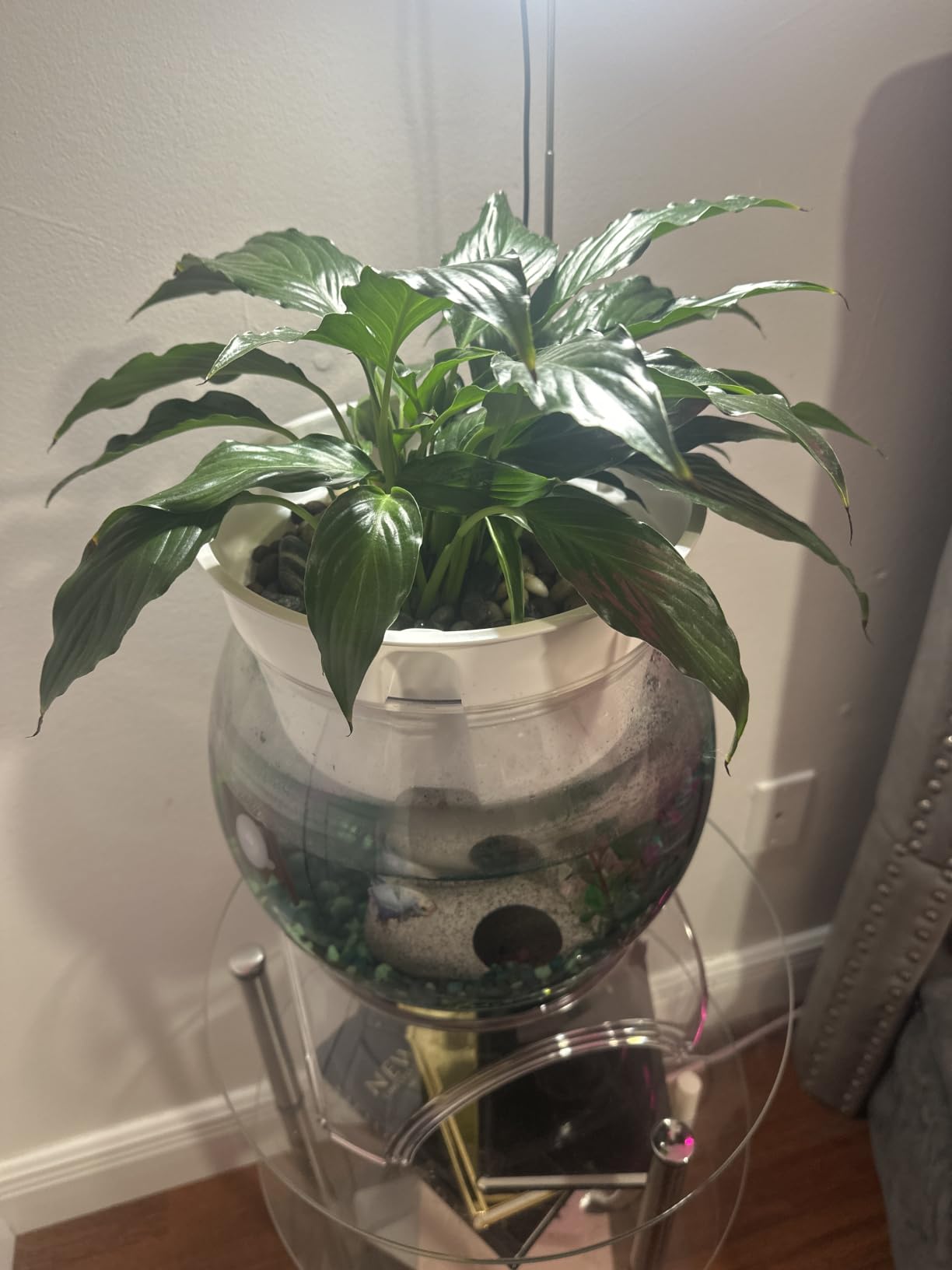 1 Gallon PET Aquaponic Fish Tank Fish Bowl Betta Fish Tank customer photo 2