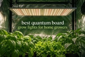 best quantum board grow lights for home growers