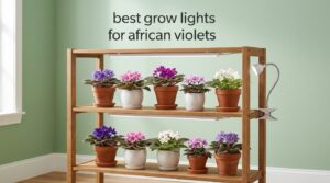 best grow lights for african violets